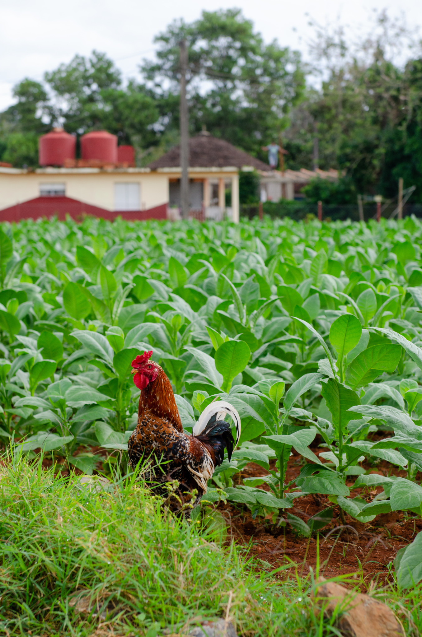 Huhn im Tabakfeld in Kuba