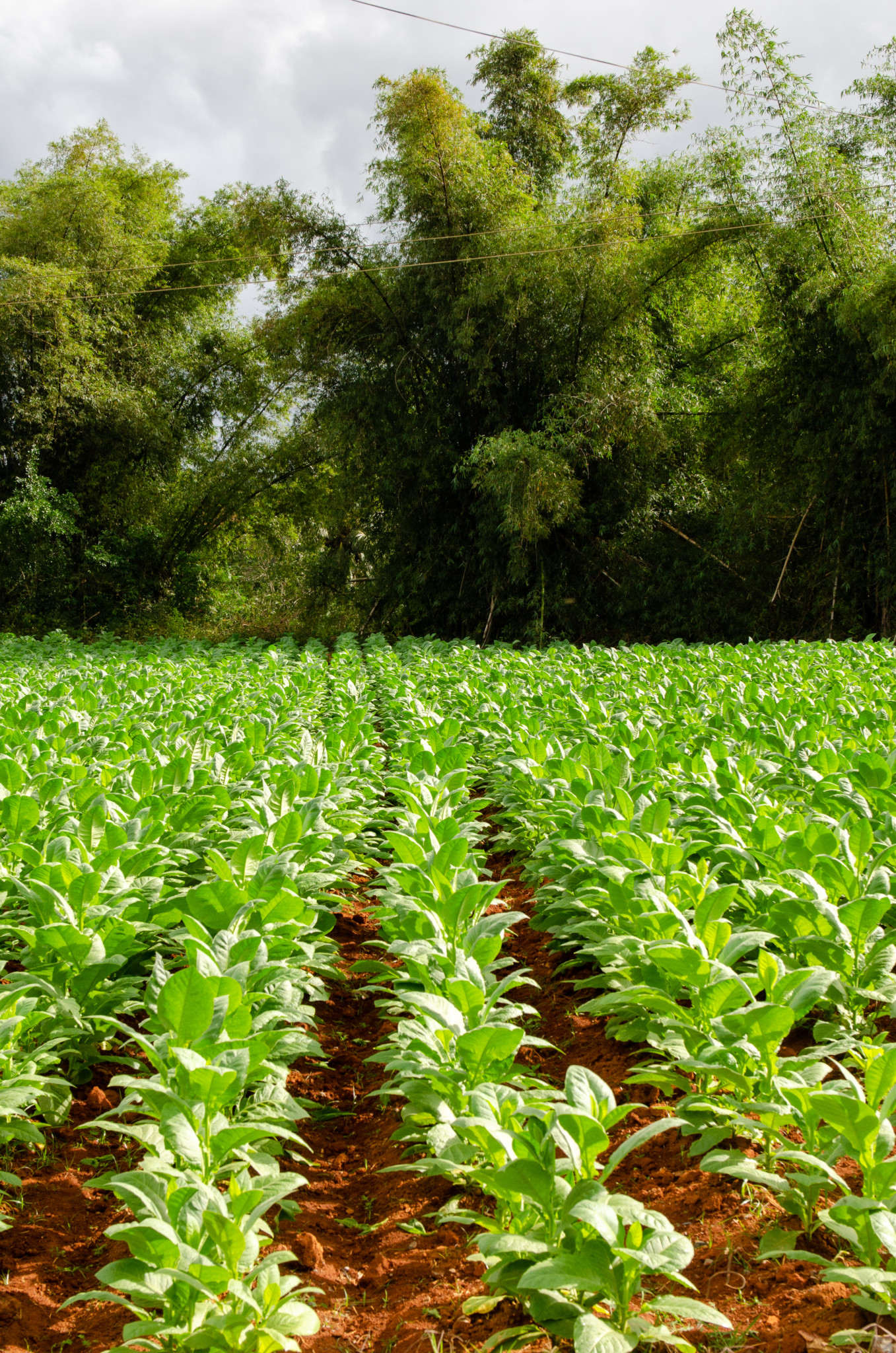 Tabakfelder in Pinar del Rio in kann man ganz einfach besuchen