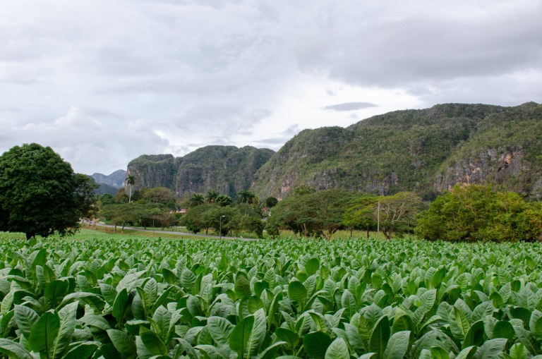 In den Tabakplantagen von Vinales