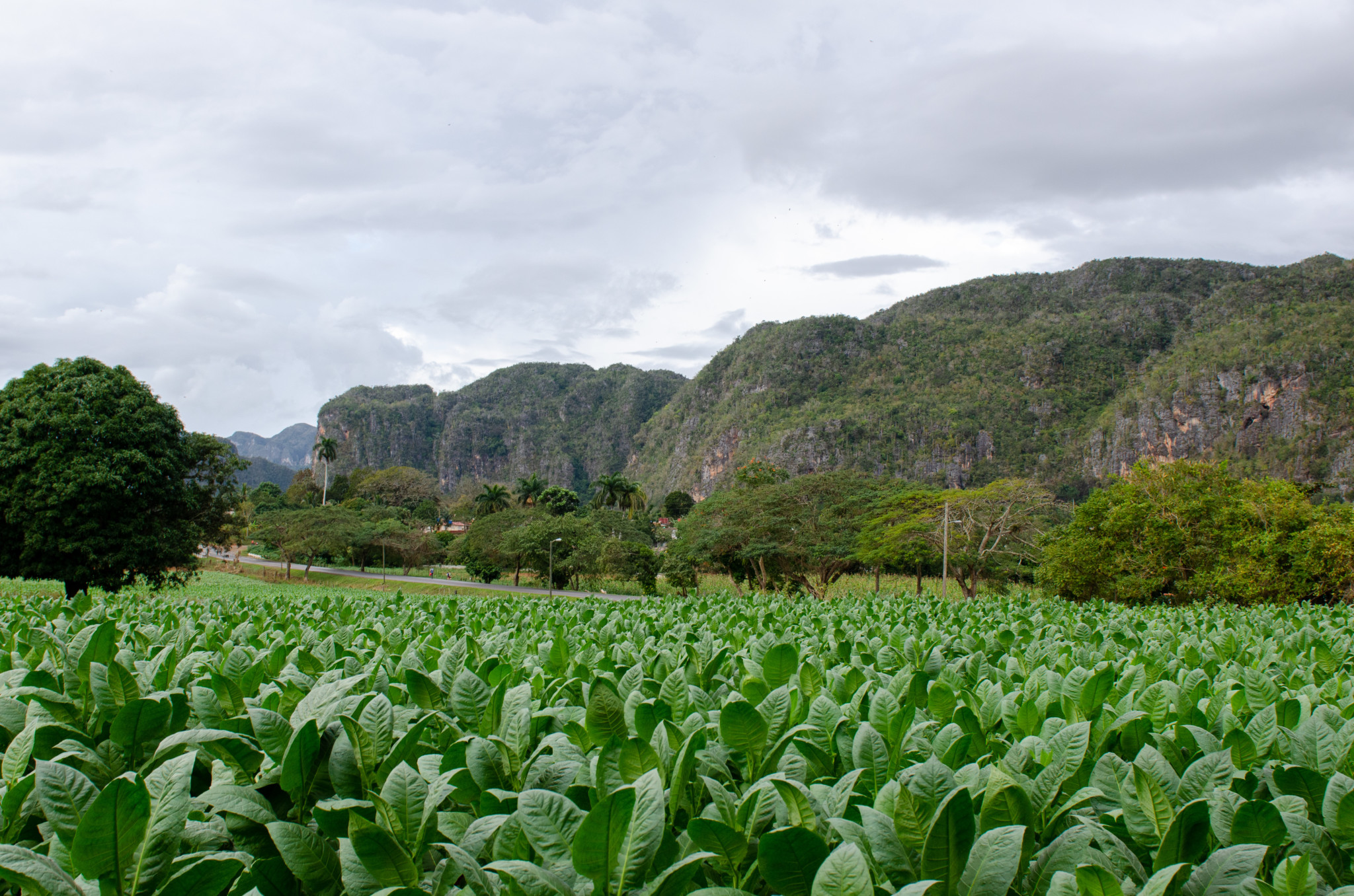 In den Tabakplantagen von Vinales