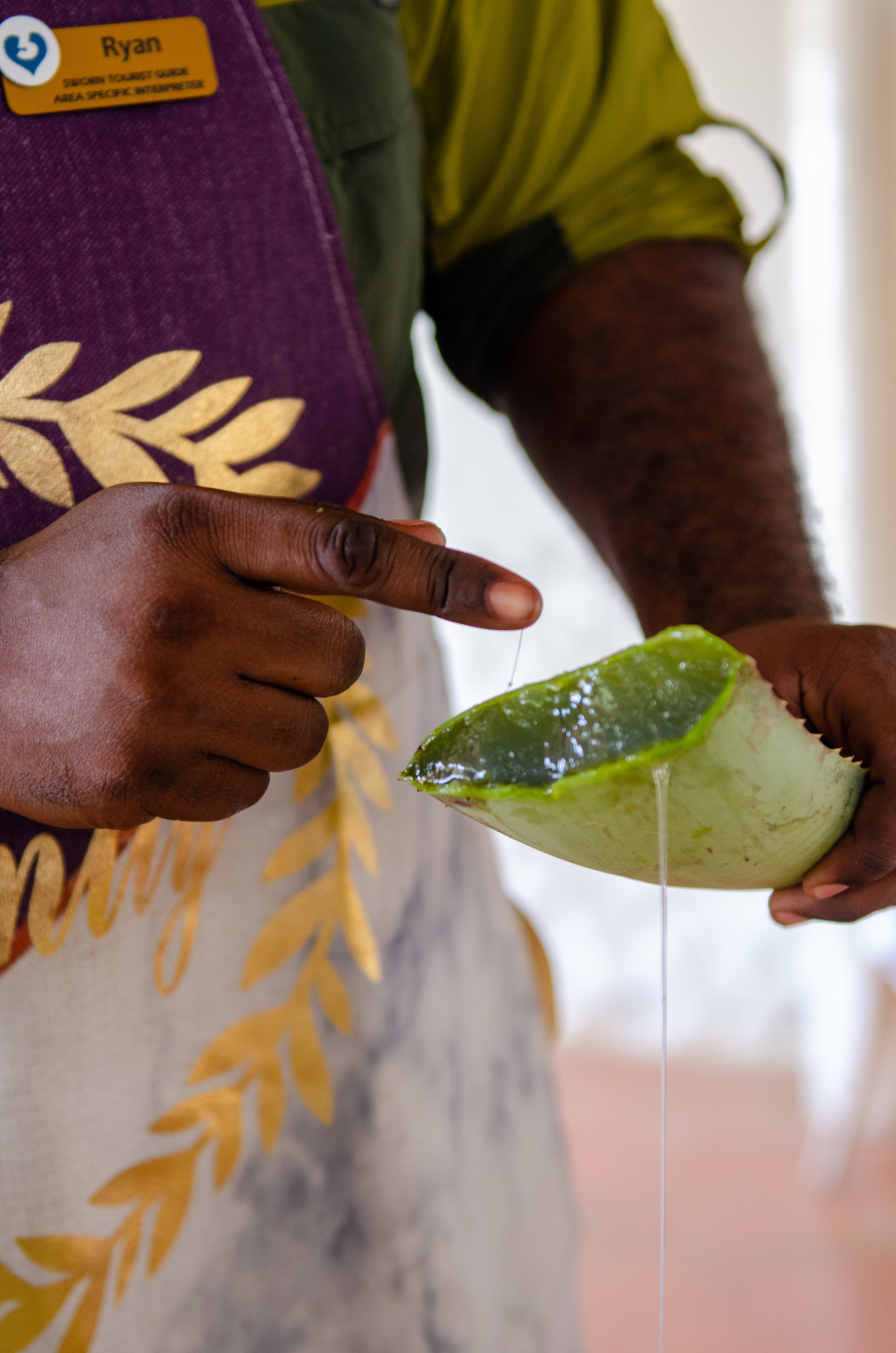 Aloe Vera selber machen auf Curacao