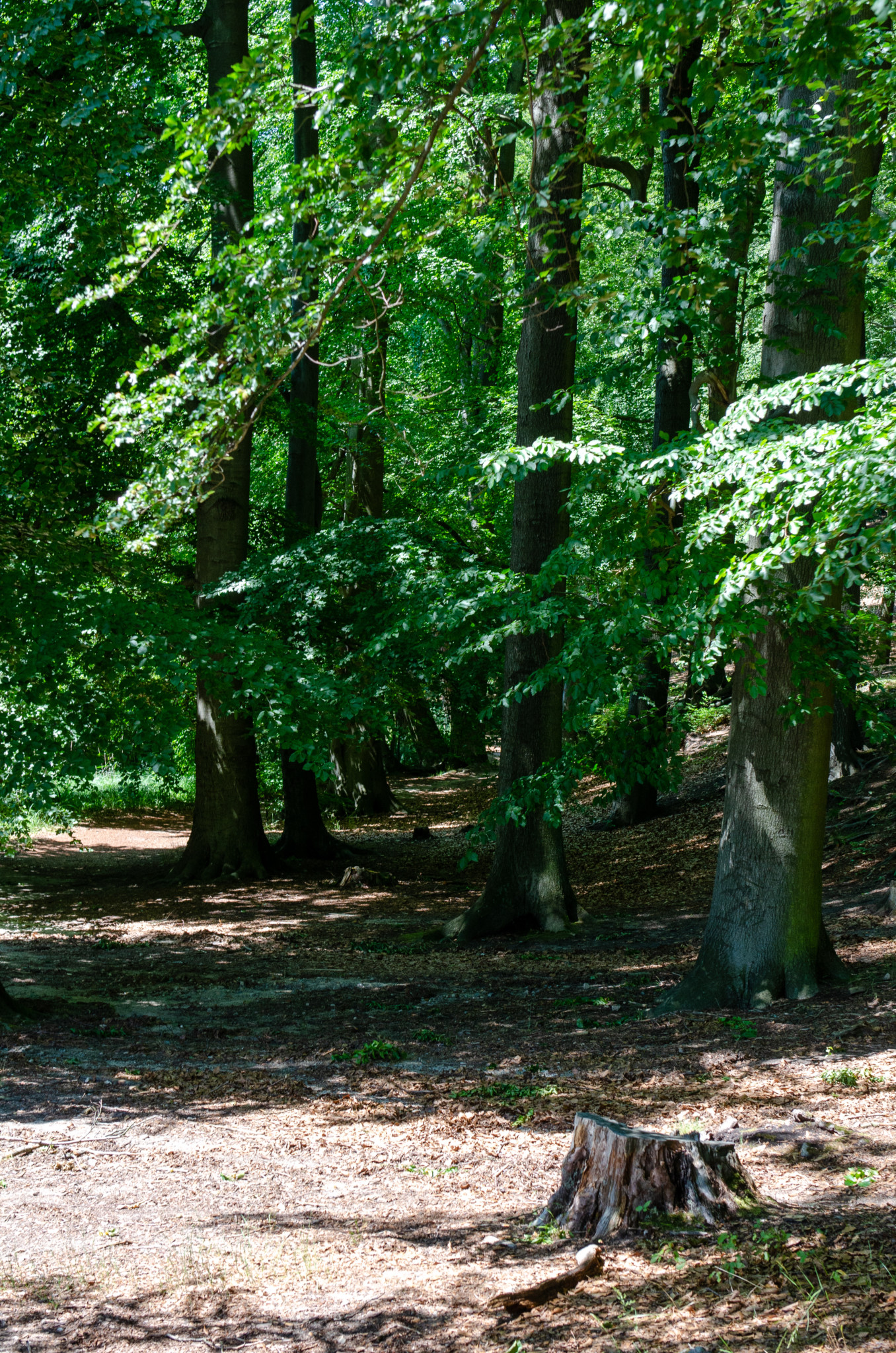 Wald um die Seen in Brandenburg