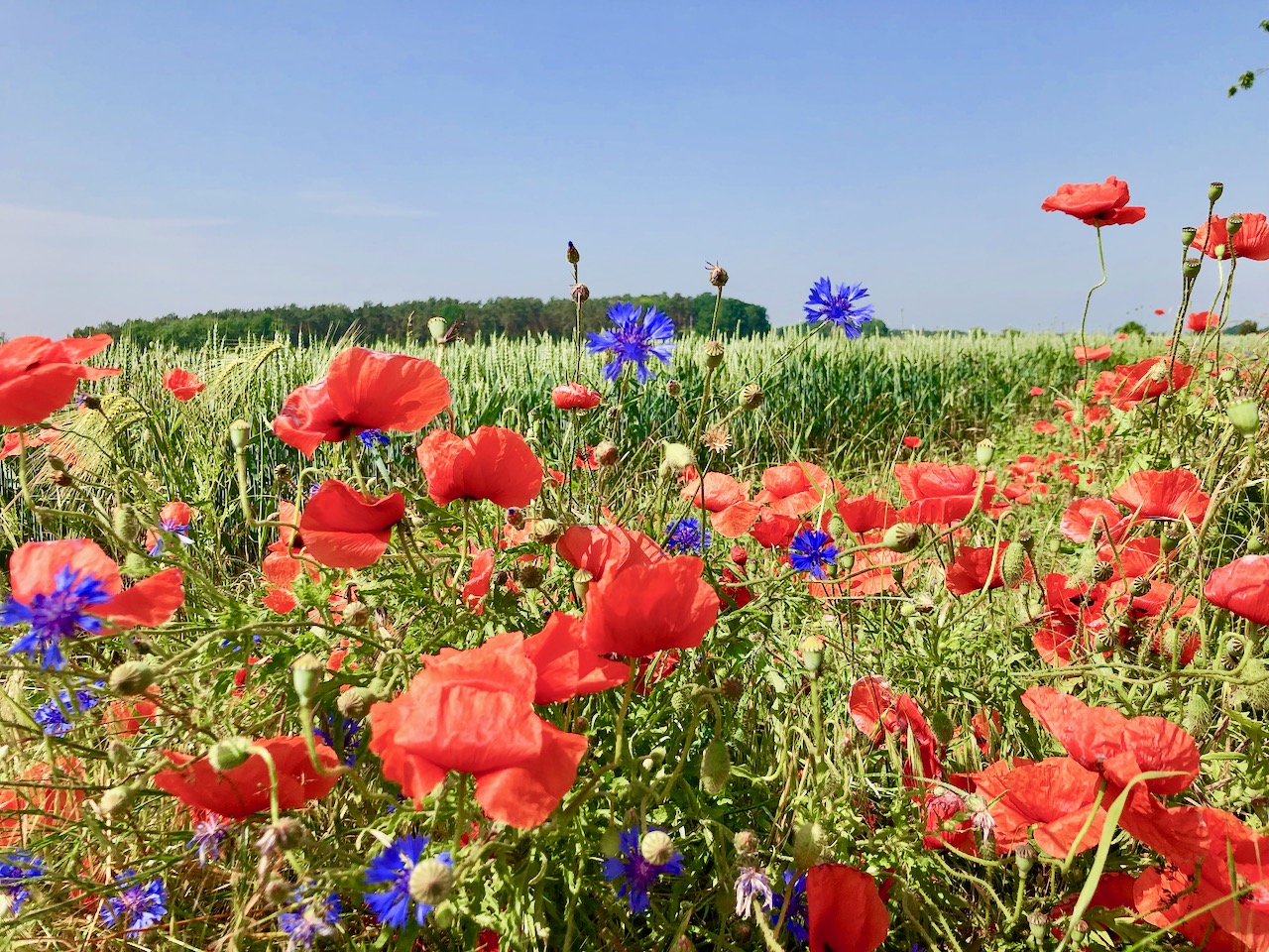 Mohnfelder im Elbe Elster Land