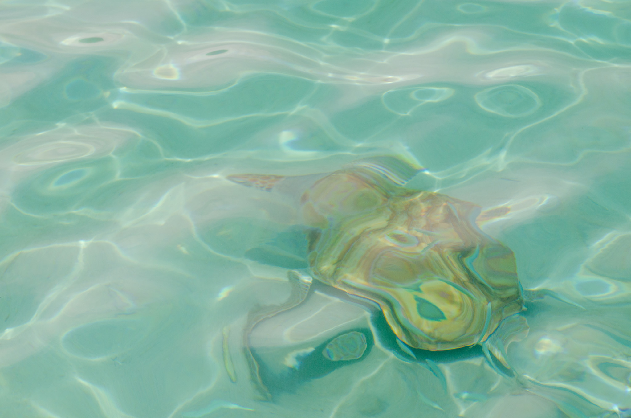 Zu den Curacao Tipps gehört sicher auch das Tauchen mit Schildkröten
