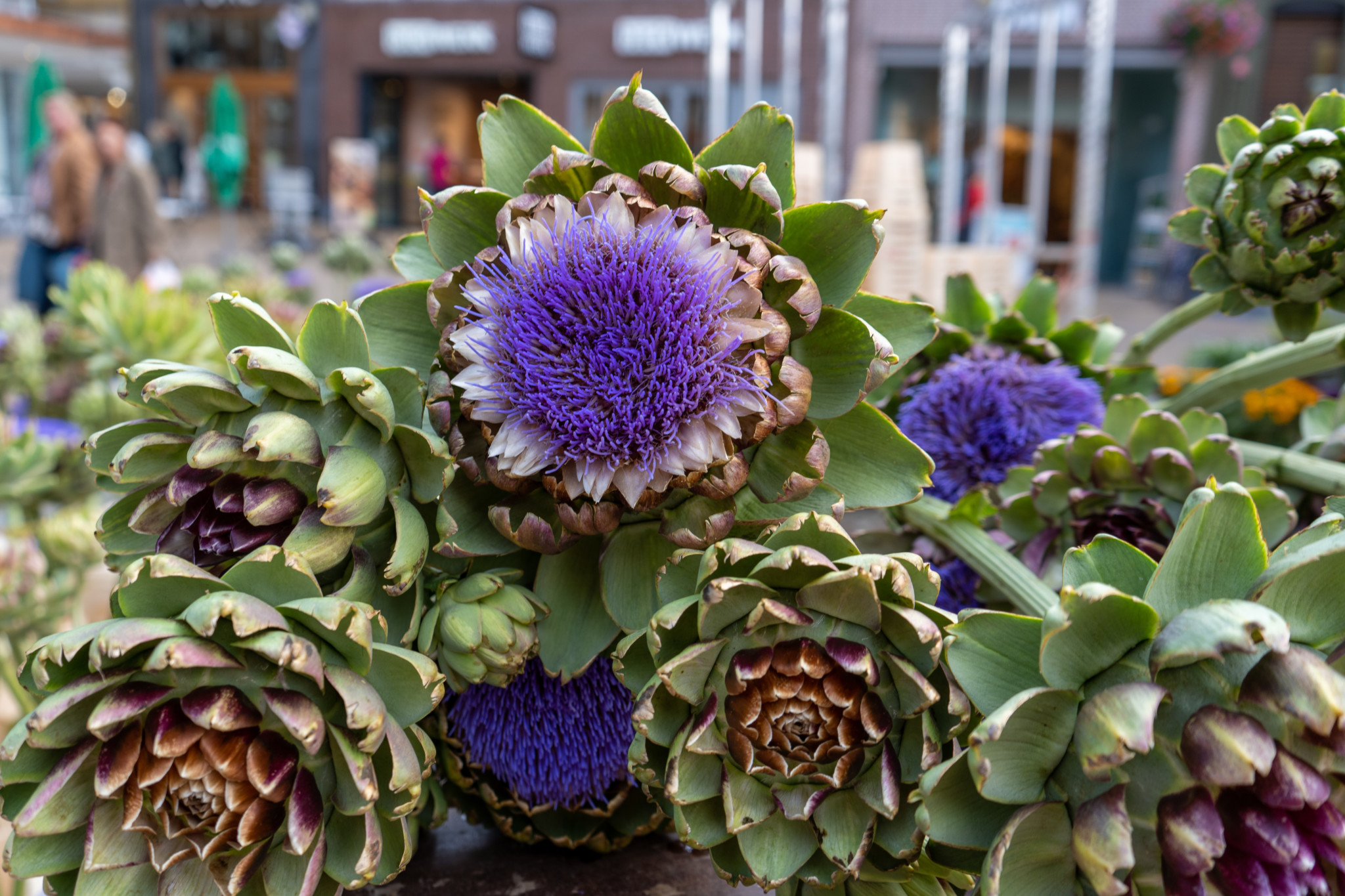 Artischockenblumen auf dem Markt in Groningen
