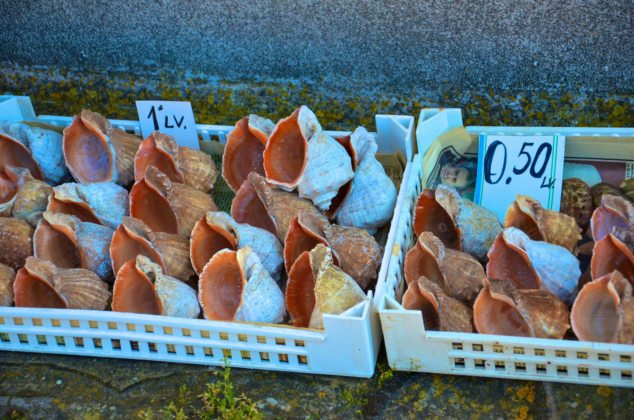 Muscheln in Nessebar