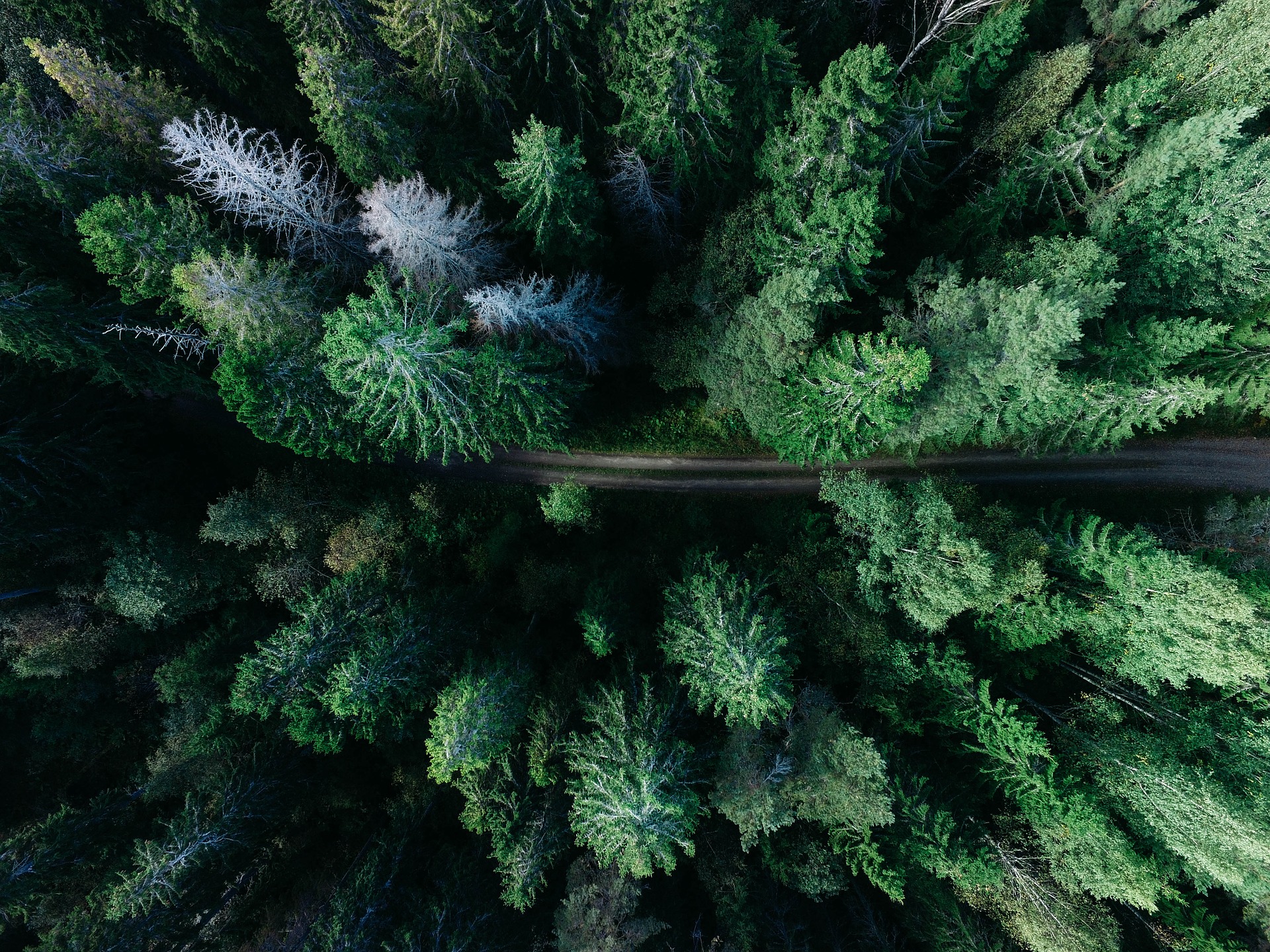 Tannen entlang einer Straße von oben