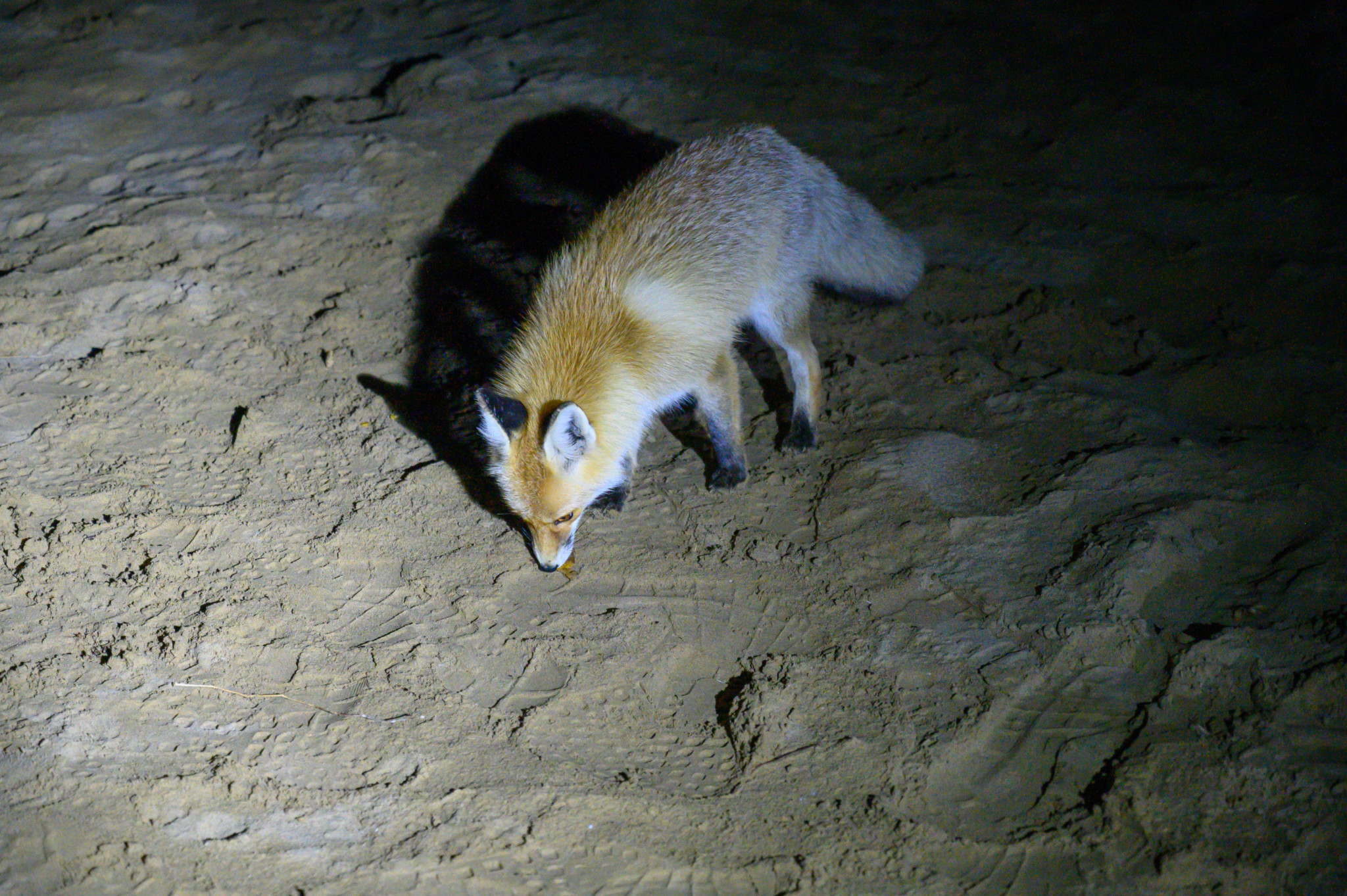 Wüstenfuchs in Varzaneh