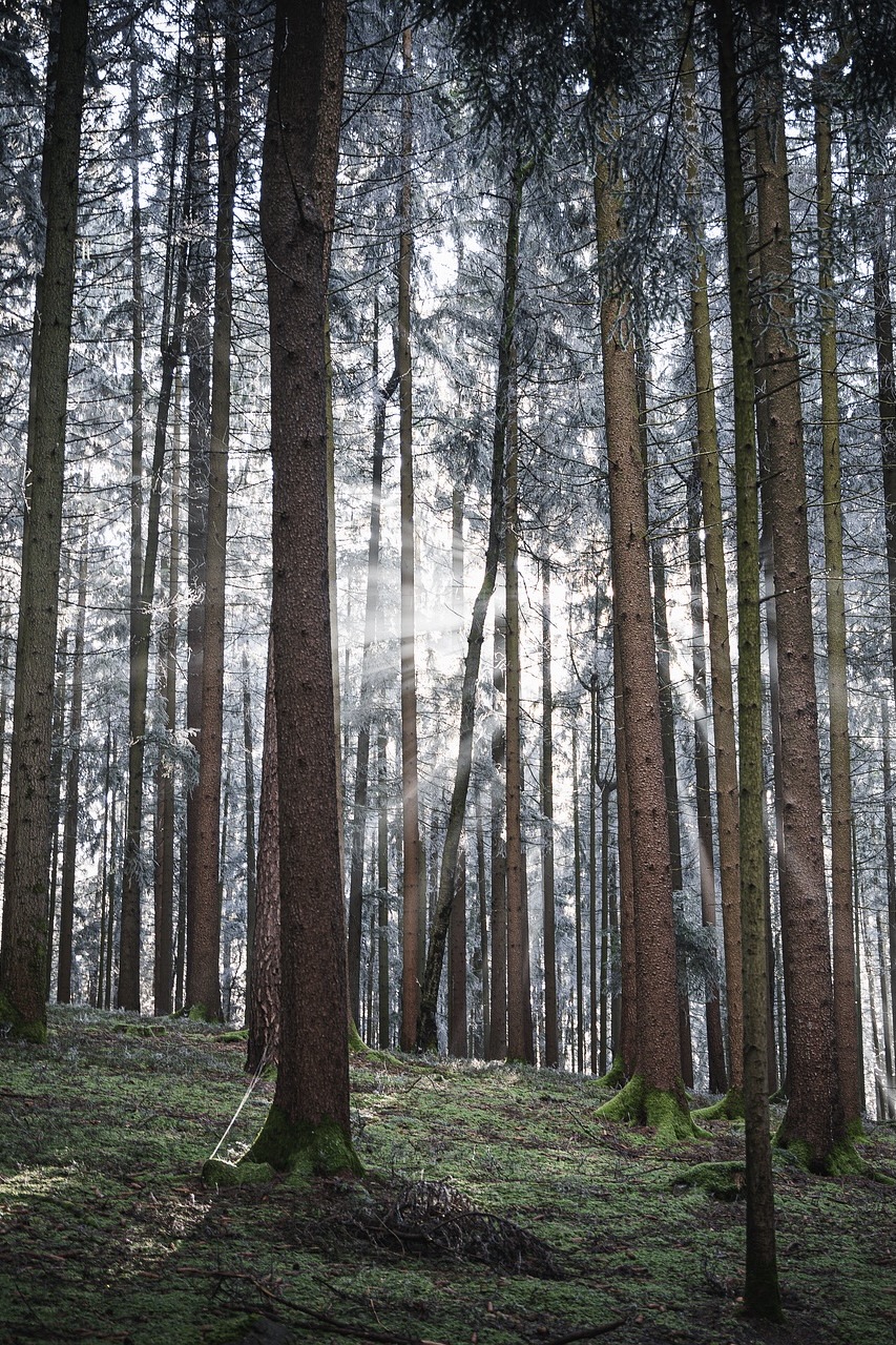 Der Bayerische Wald gehört zu den Tipps als Ausflugsziel in Bayern