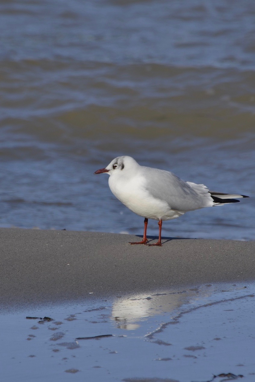 Möwe in Boltenhagen