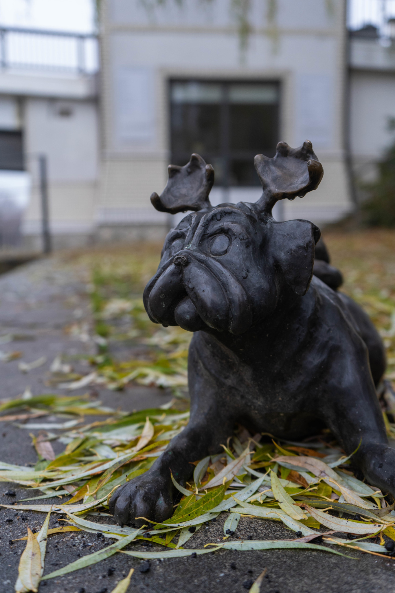 Möpse gehören zu den Sehenswürdigkeiten in Brandenburg an der Havel