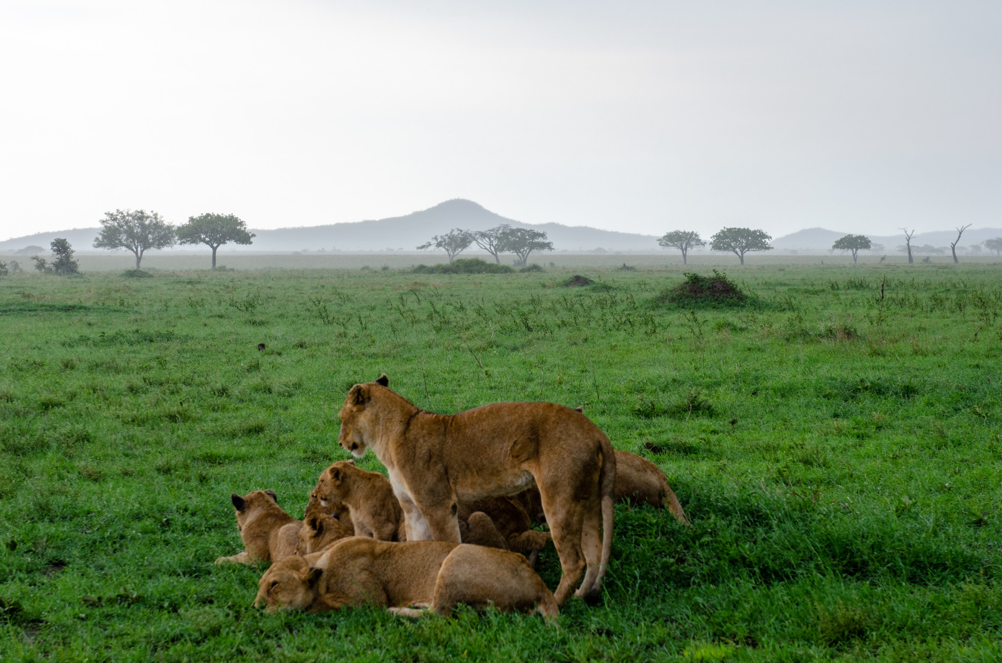 Löwen auf Safari in Afrika