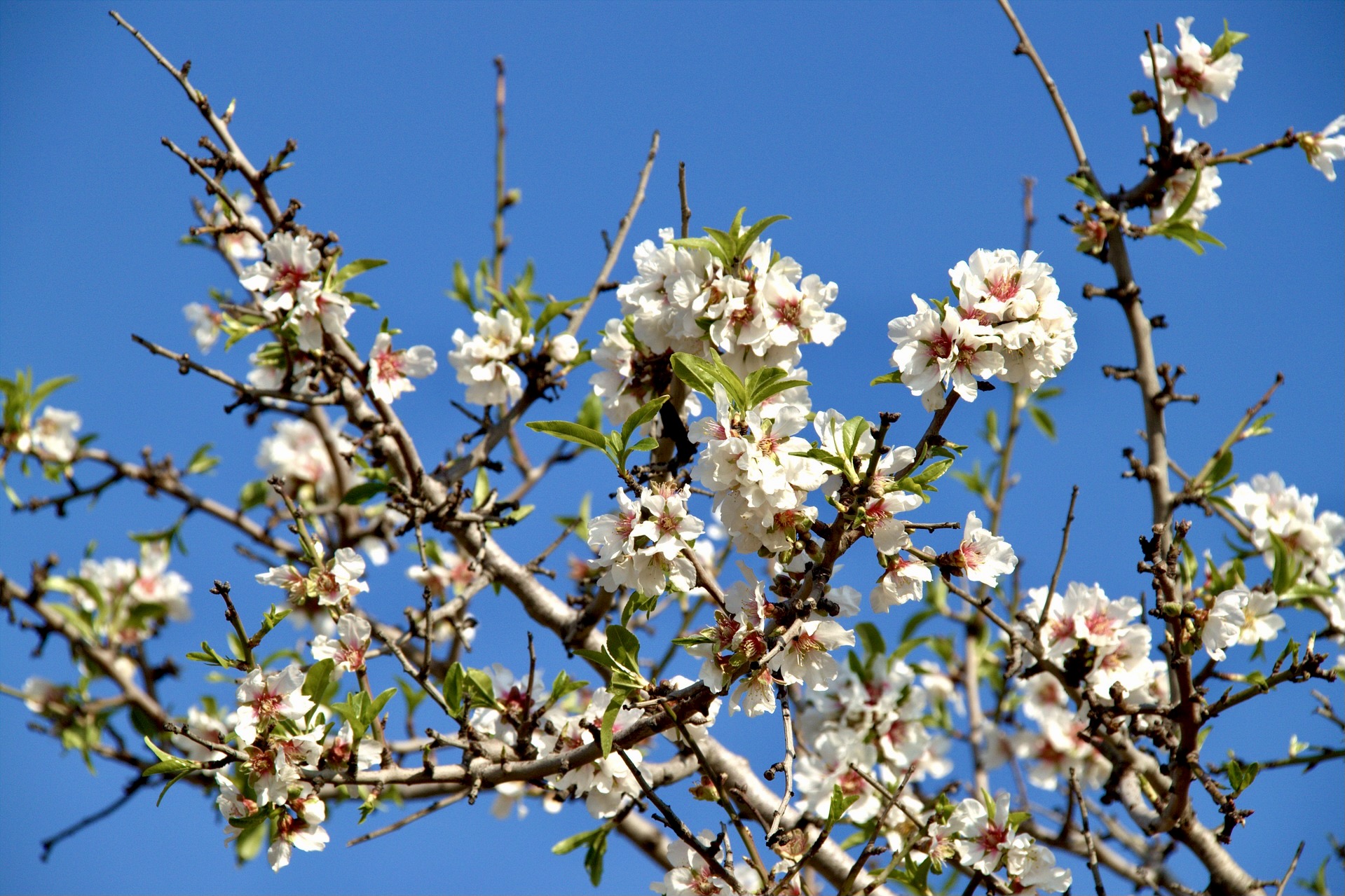 Mandelblüte auf Mallorca