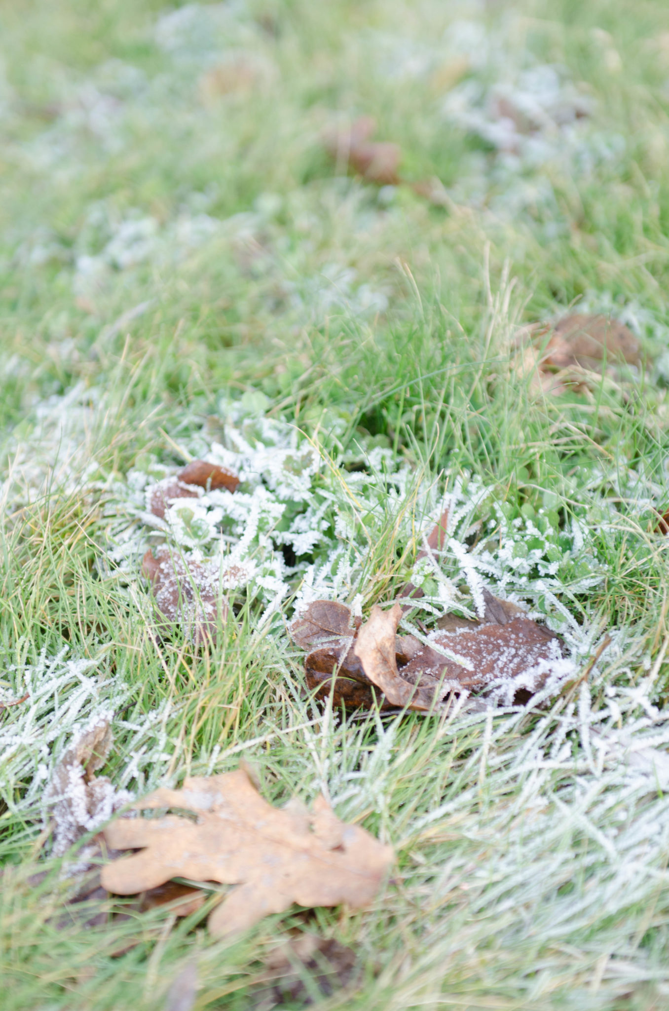 Winter im Spreewald