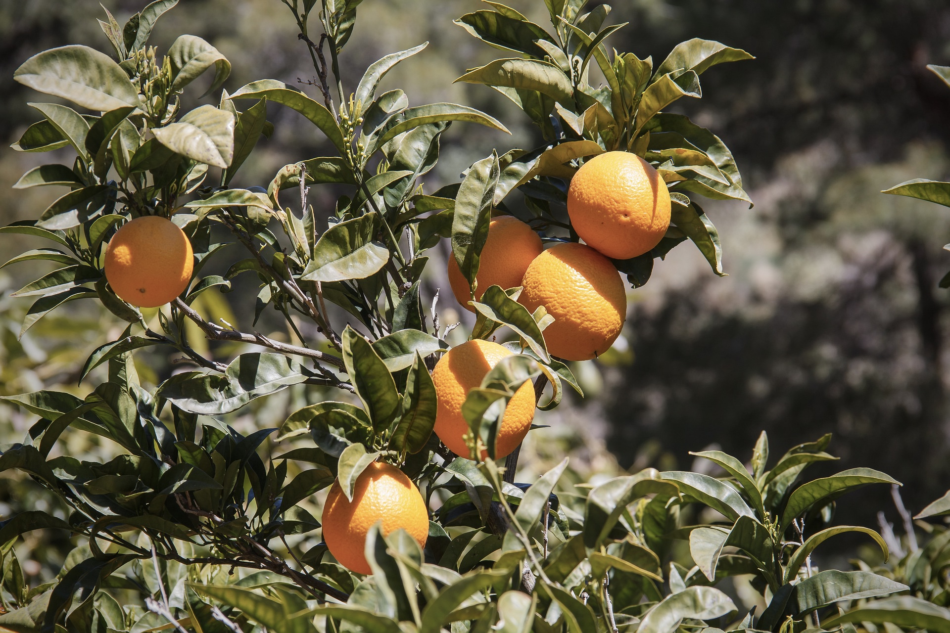 Orangenbaum im Süden Europas