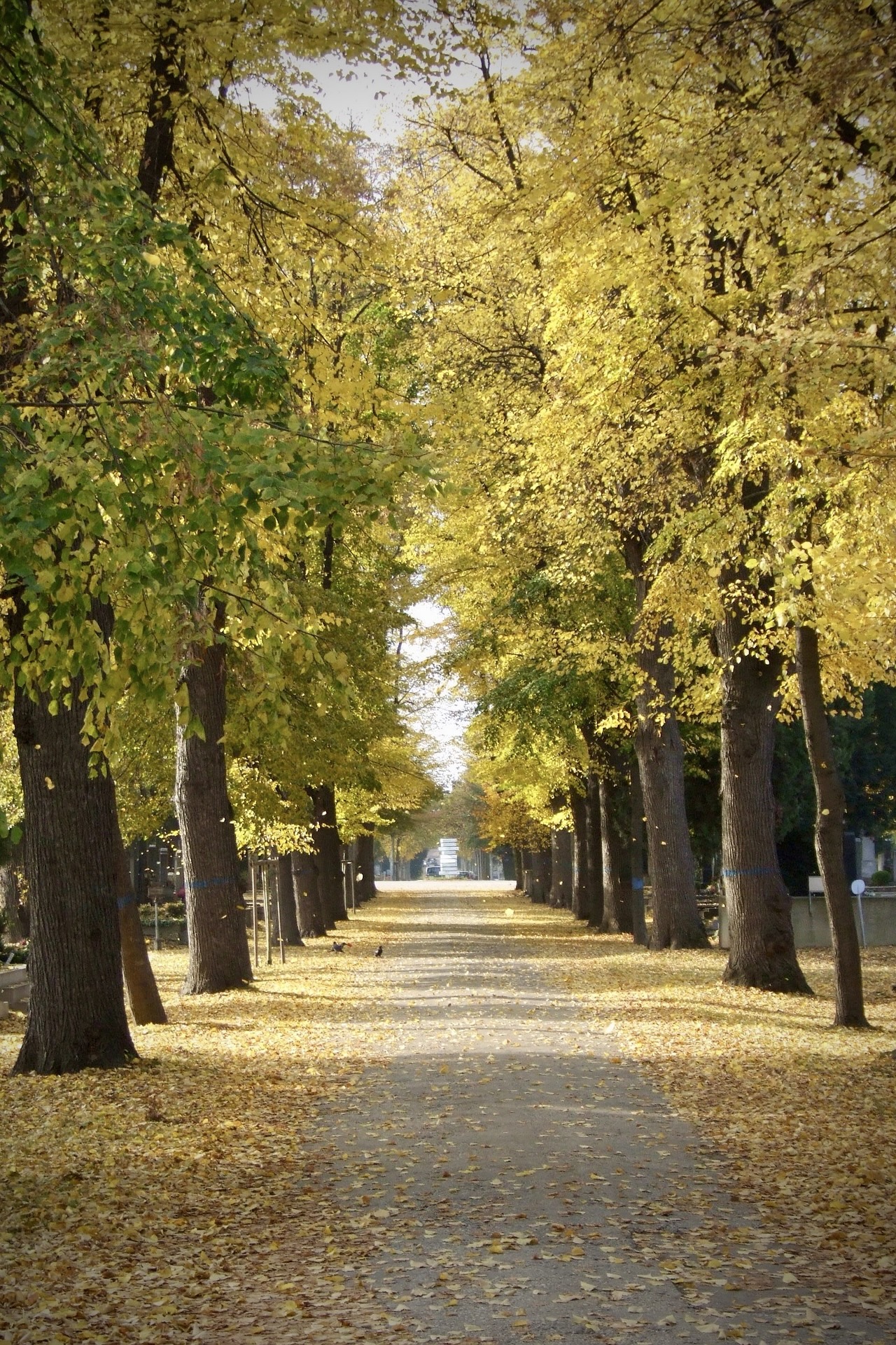 Der Zentralfriedhof in Wien im Herbst