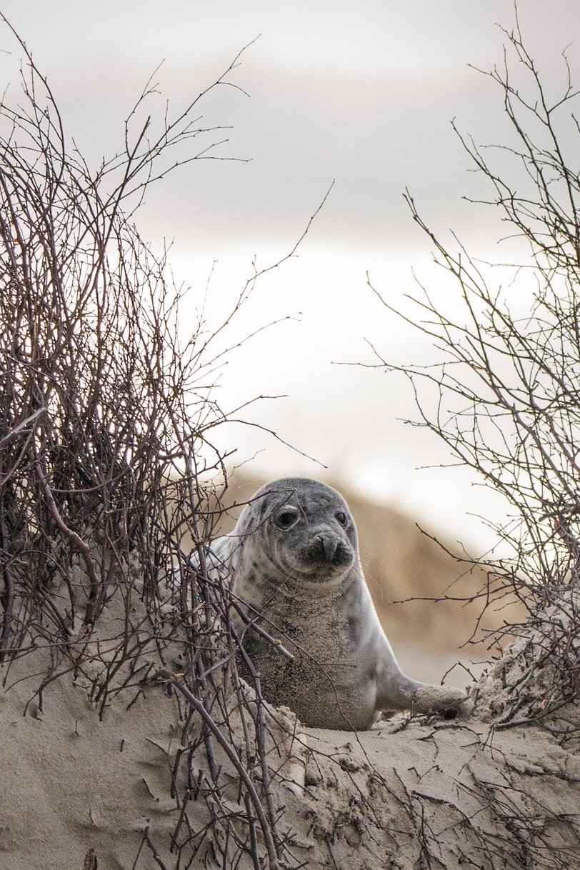 Eine Robbe in Helgoland