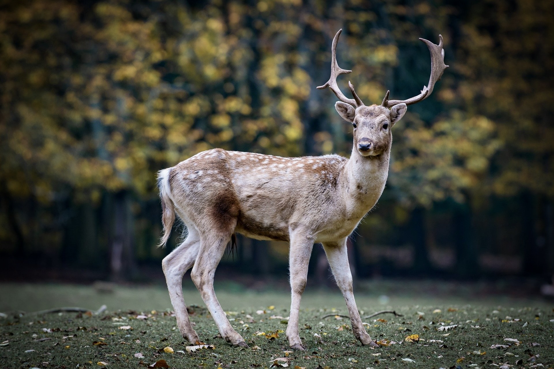 Einer der schönsten Ausflüge von Hamburg führt zum Damwild in der Natur