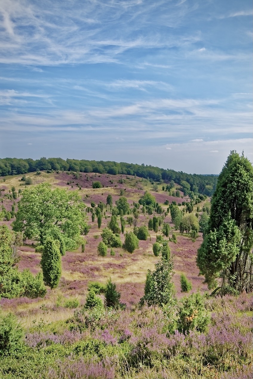 Wenn die Lüneburger Heide blüht ist sie eines der beliebtesten Hamburg Ausflugsziele