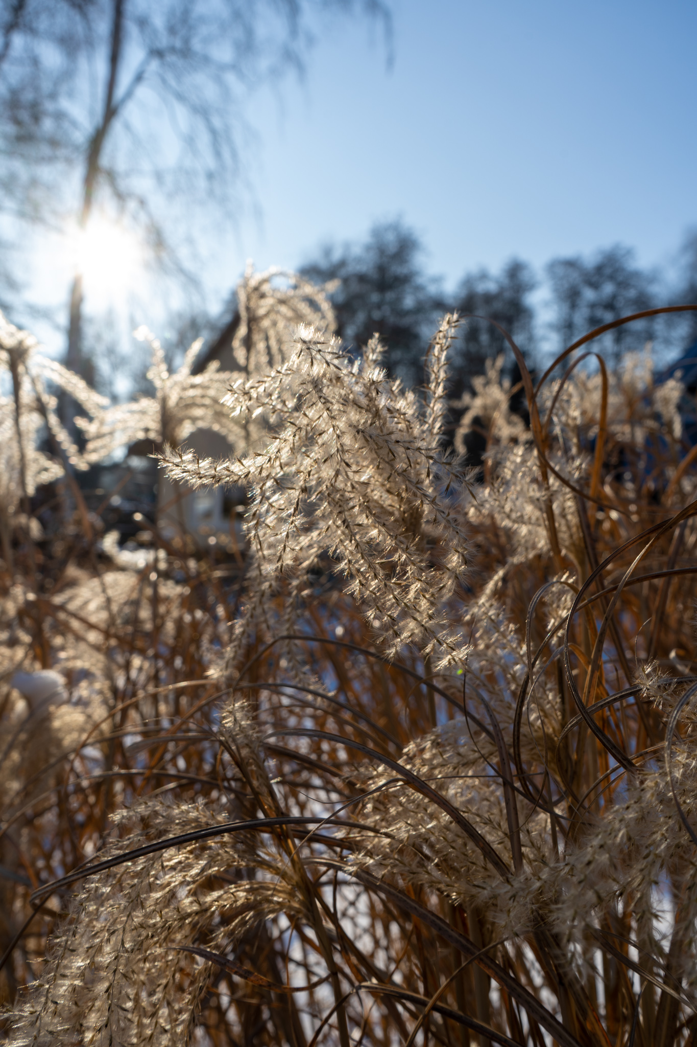 Pflanzen im Spreewald