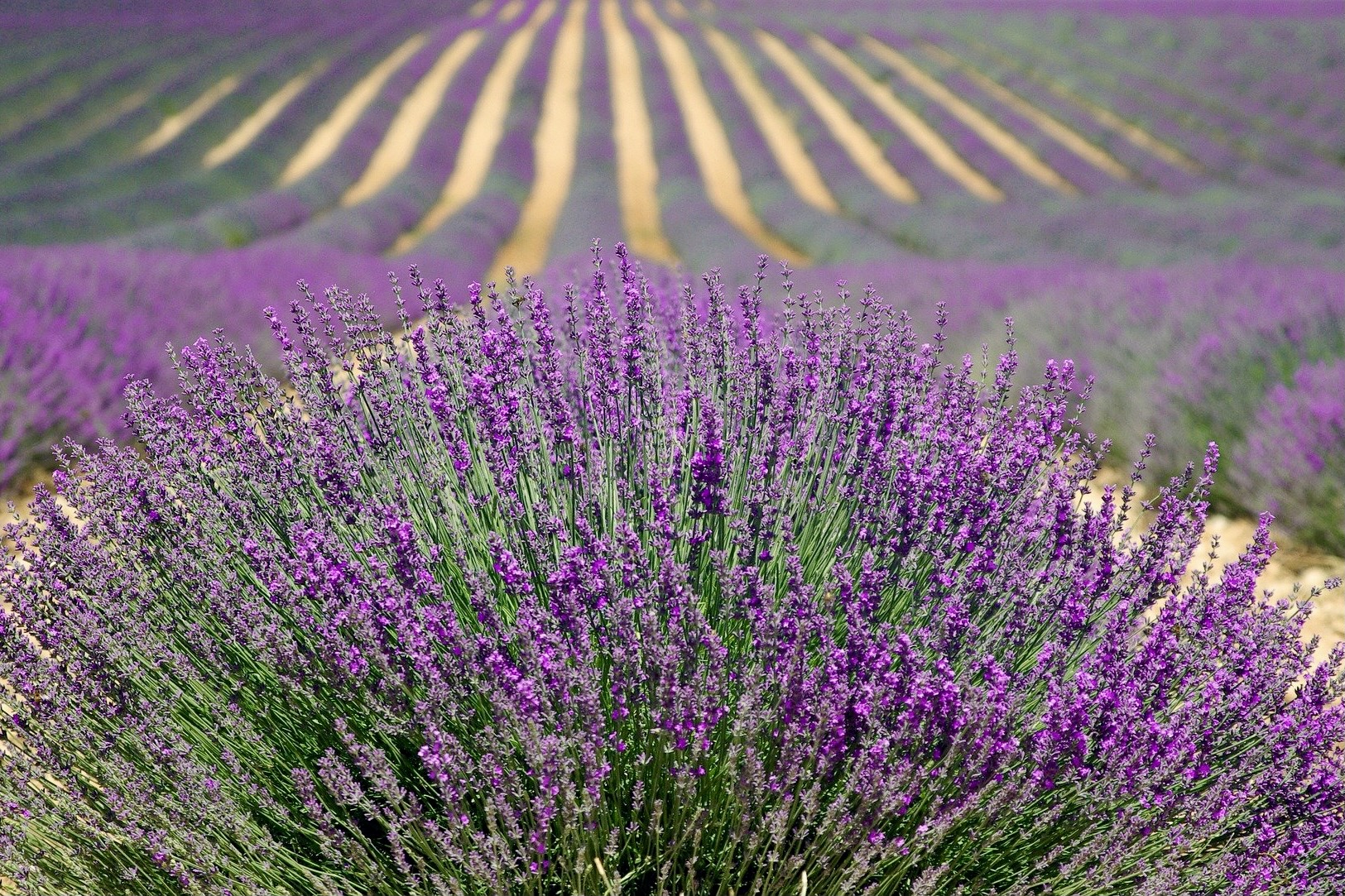 Lavendelfelder sind für die Provence bekannt