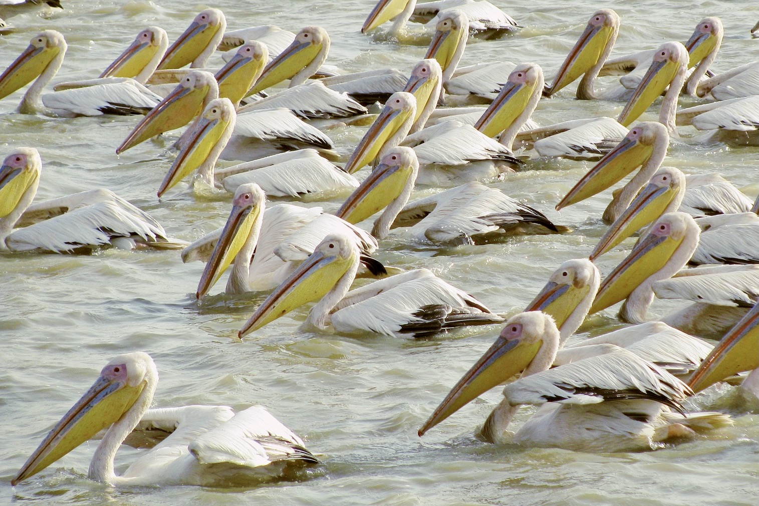 Der Nationalpark Djoudj in Westafrika