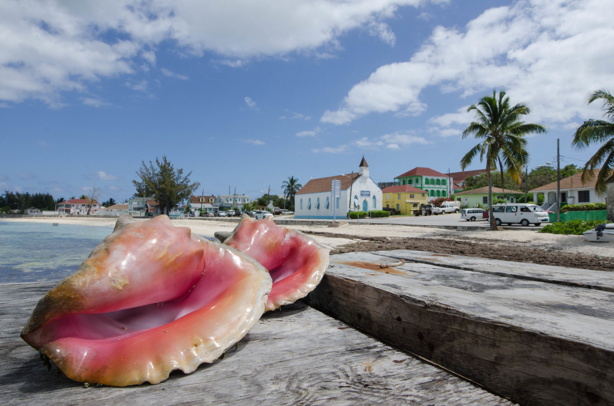 Große Muscheln sieht man auf Eleuthera überall