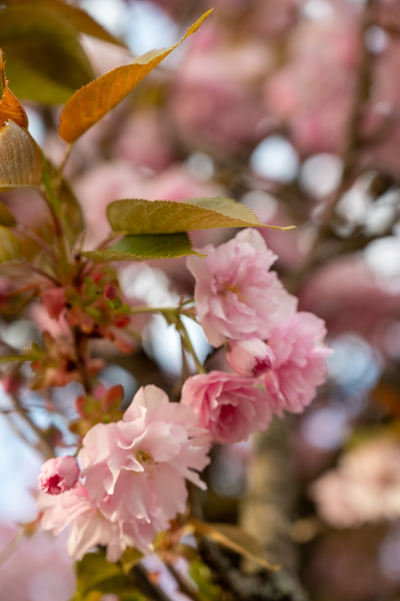 Bösebrücke Kirschblüte Prenzlauer Berg