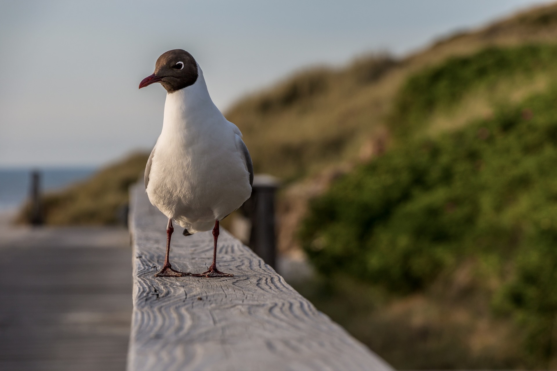 Das Rantumbecken auf der Insel Sylt ist ein Vogelparadies