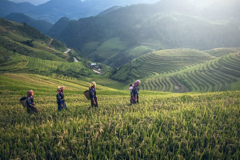 Cameron Highlands in Malaysia