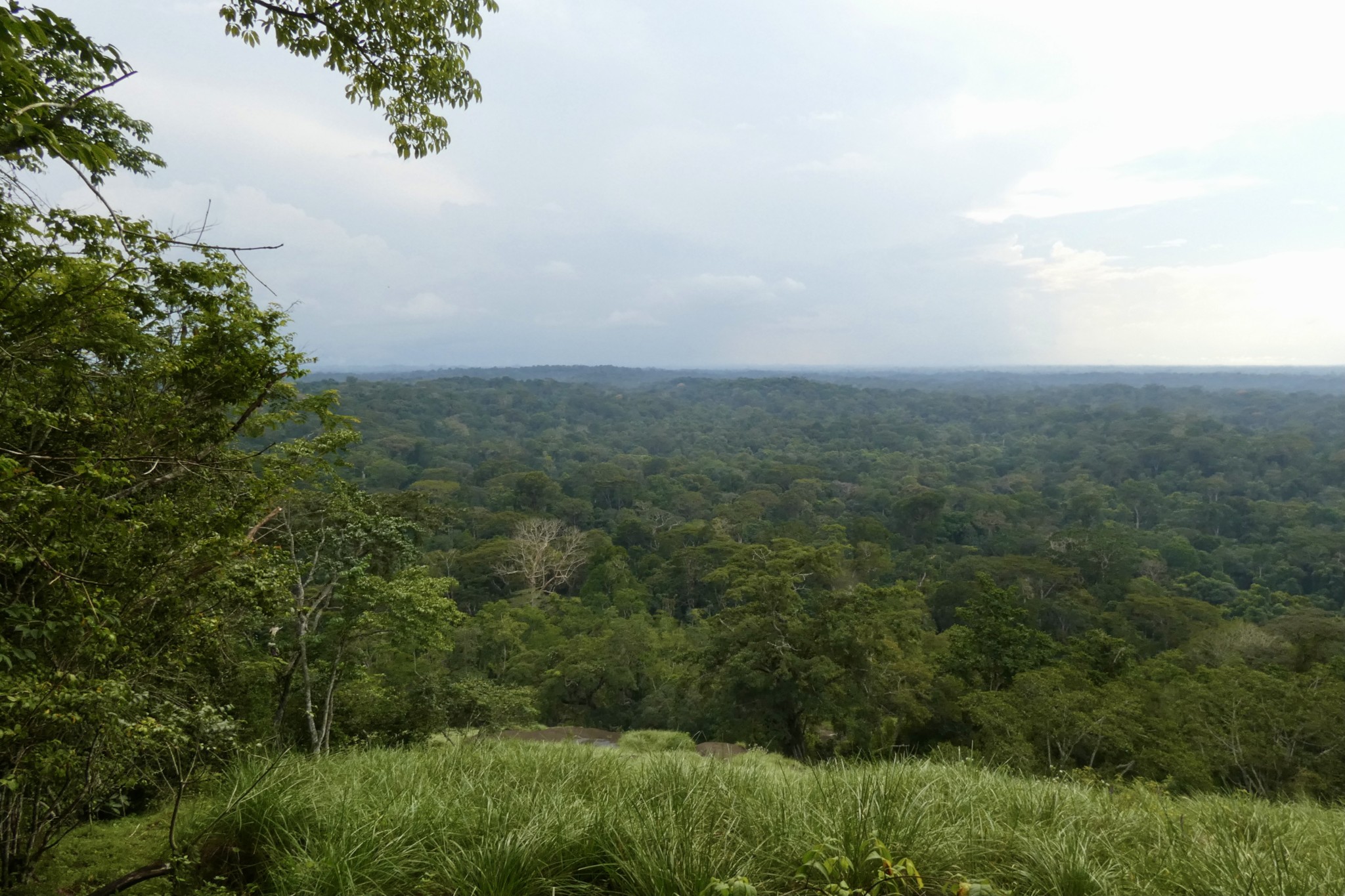 Tai-Regenwald in Côte d'Ivoire