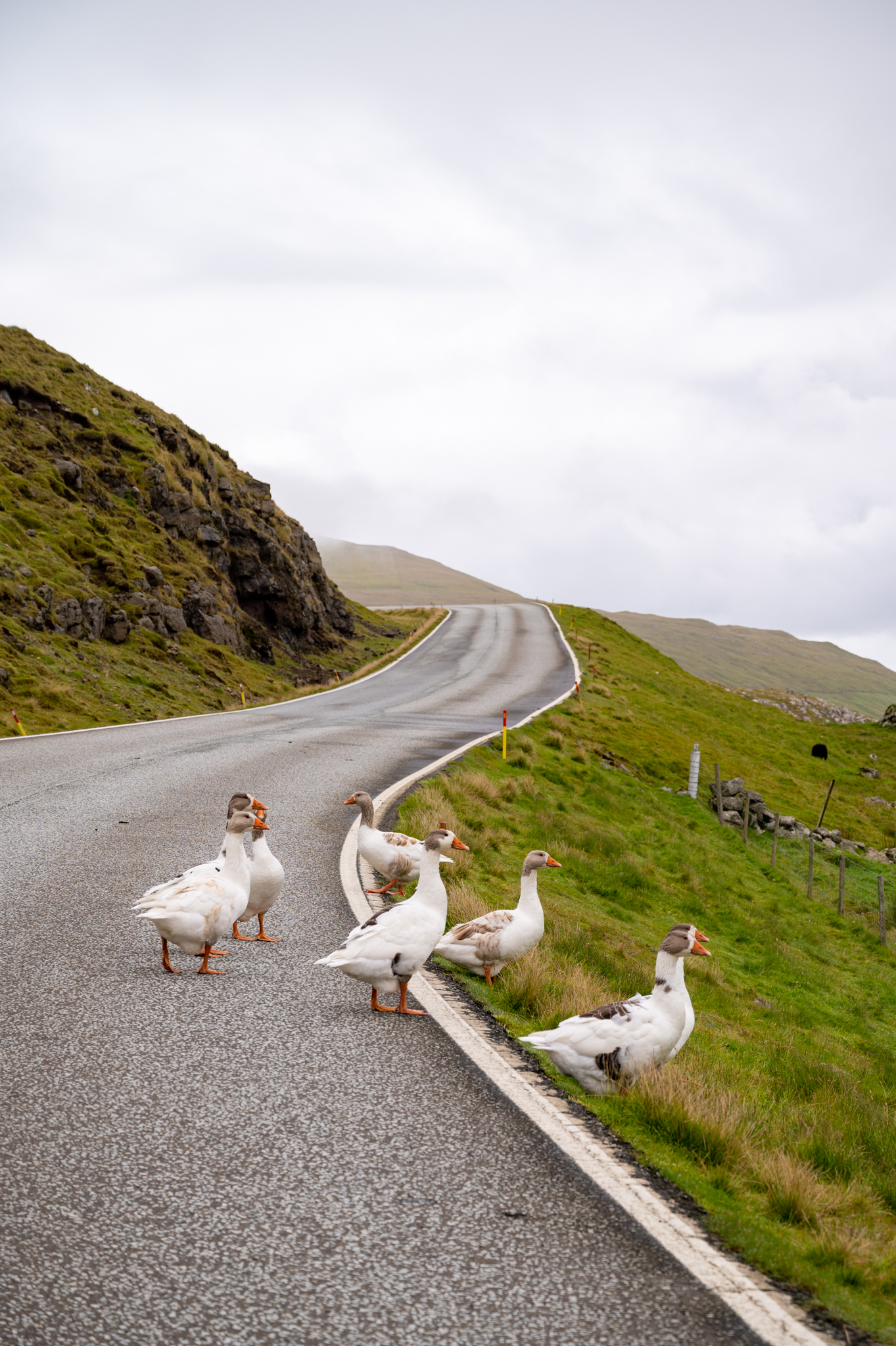 Verkehr: Auch das gehört zu unseren Autofahren Tipps auf den Färöer