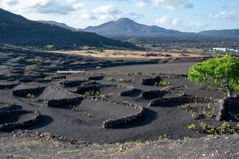 Blick auf die Weinberge von Lanzarote