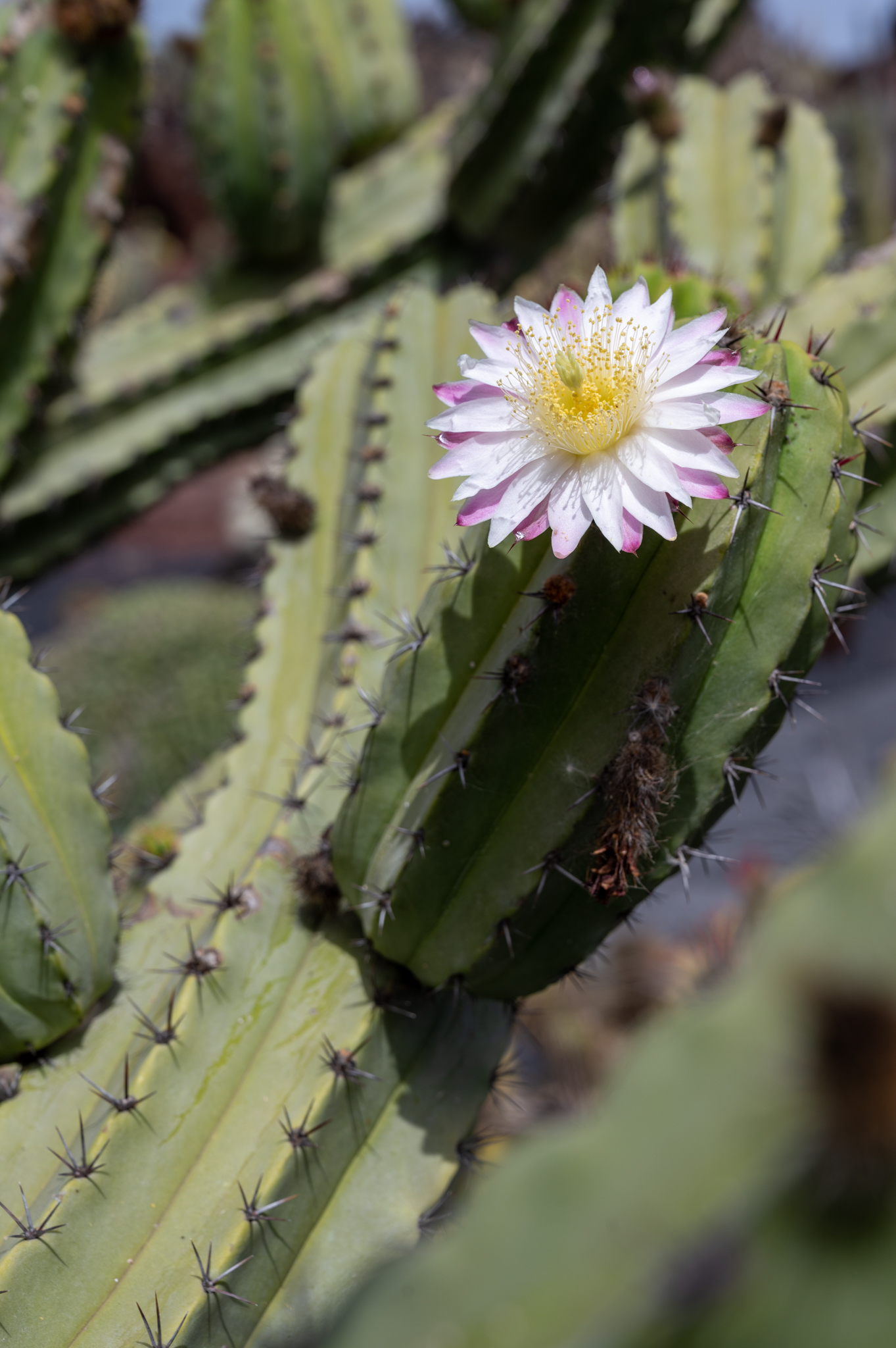 Jardin de Cactus in Lanzarote