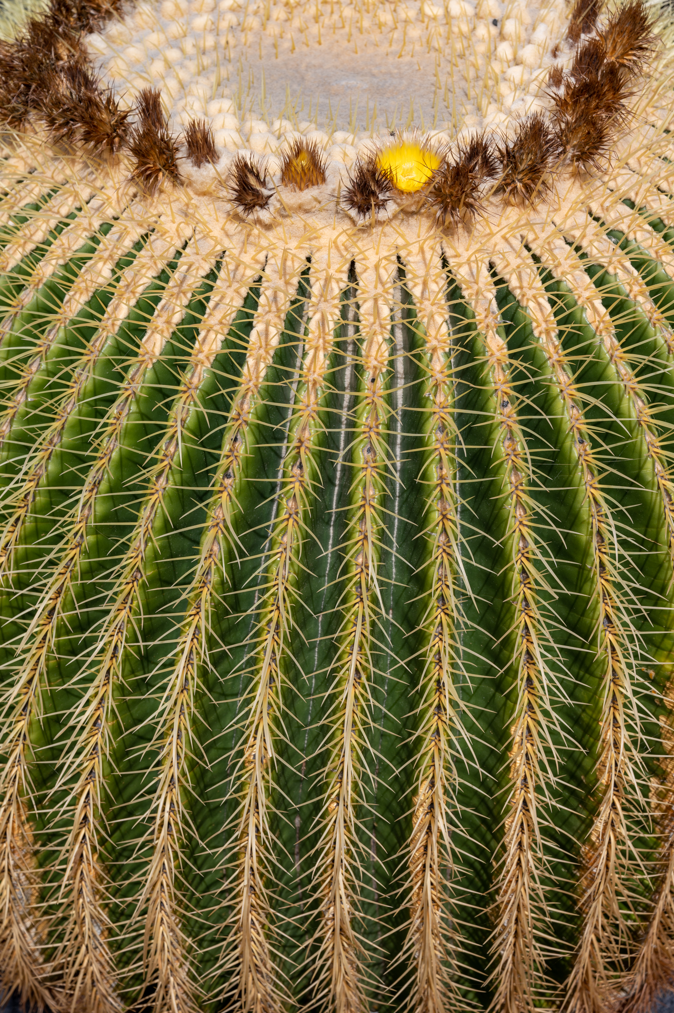 Kaktus im Kaktusgarten auf Lanzarote