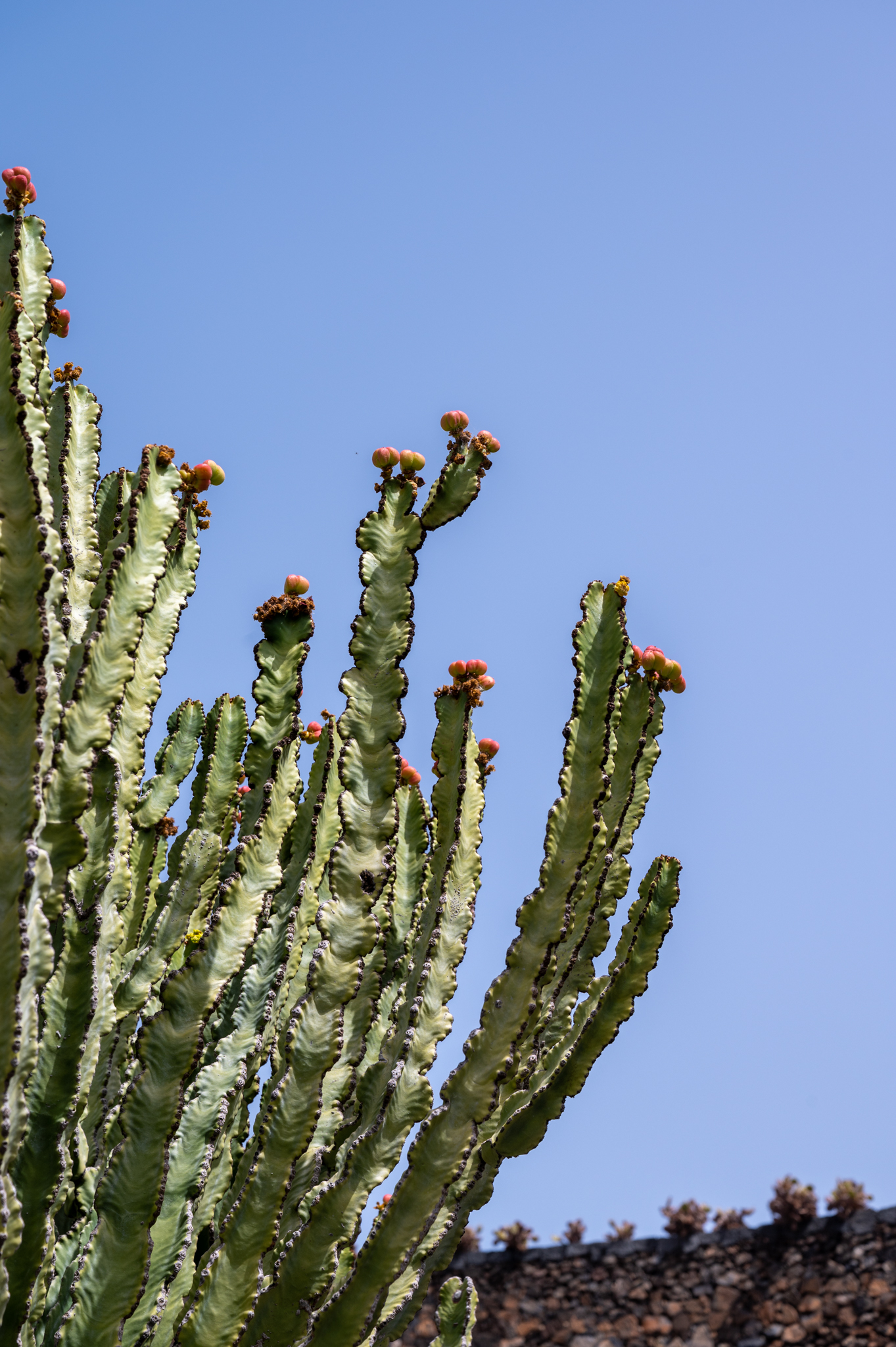 Jardin de Cactus von Manrique