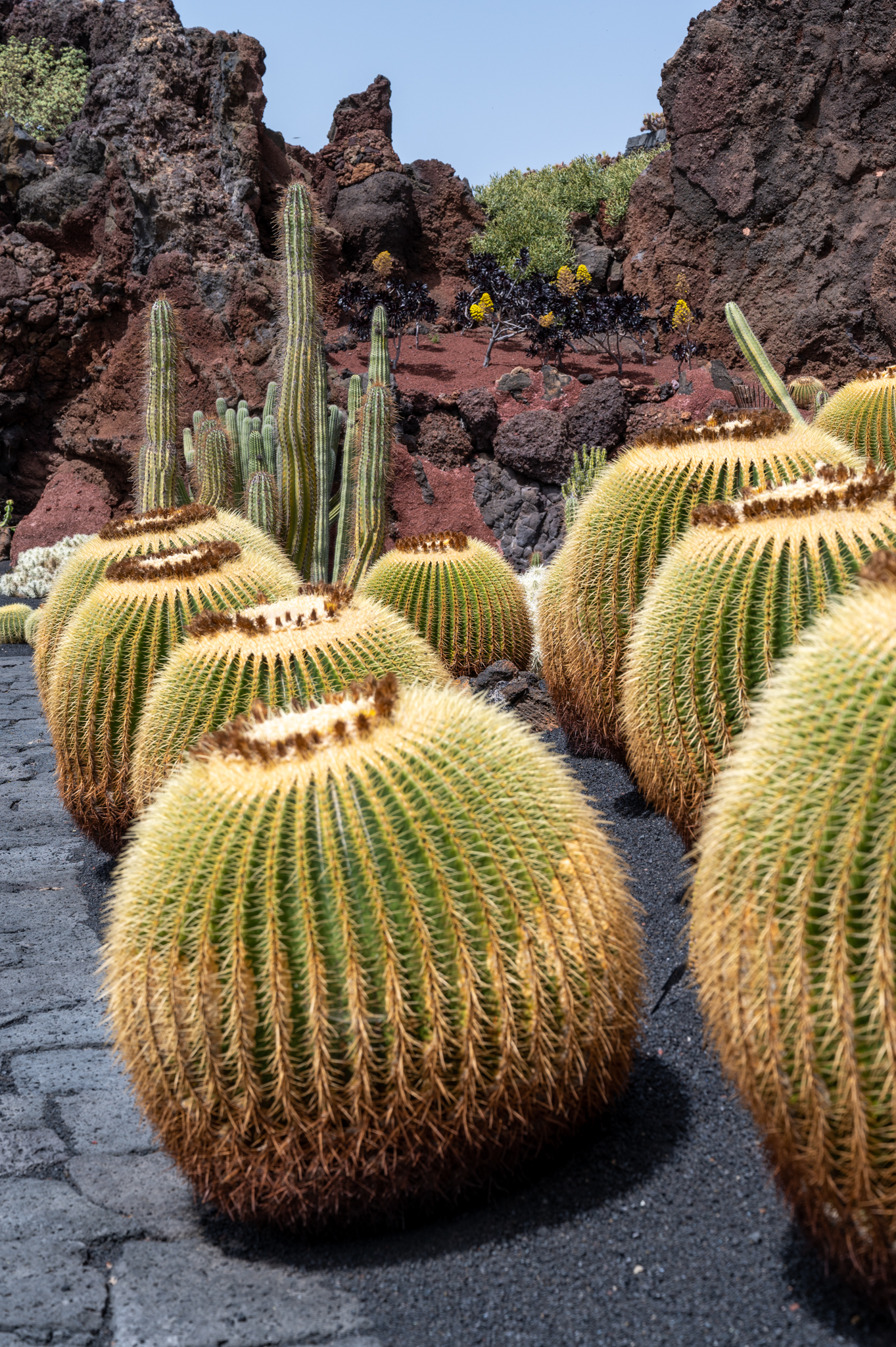 Kakteen im Jardin de Cactus