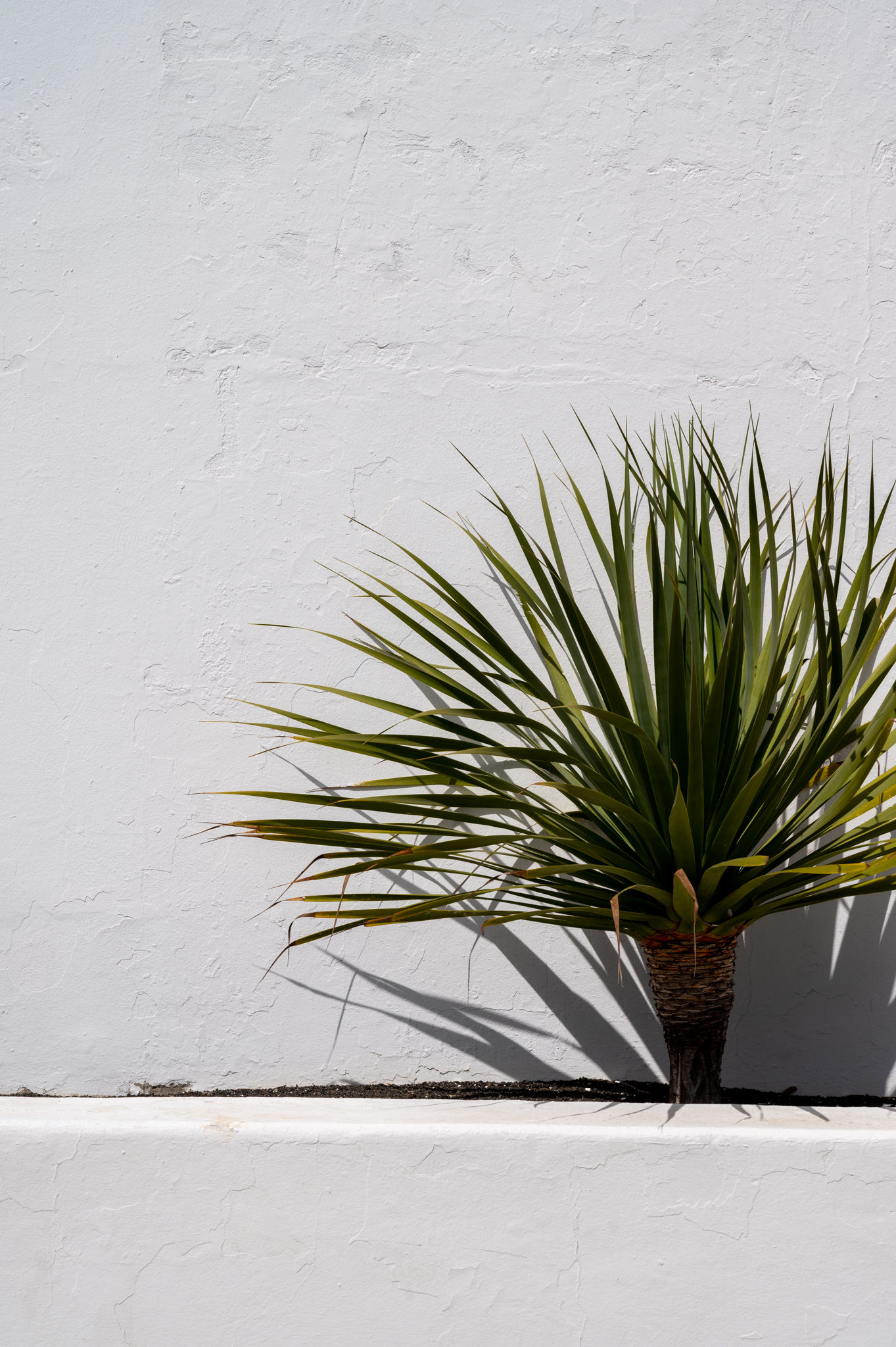 Pflanze auf Lanzarote