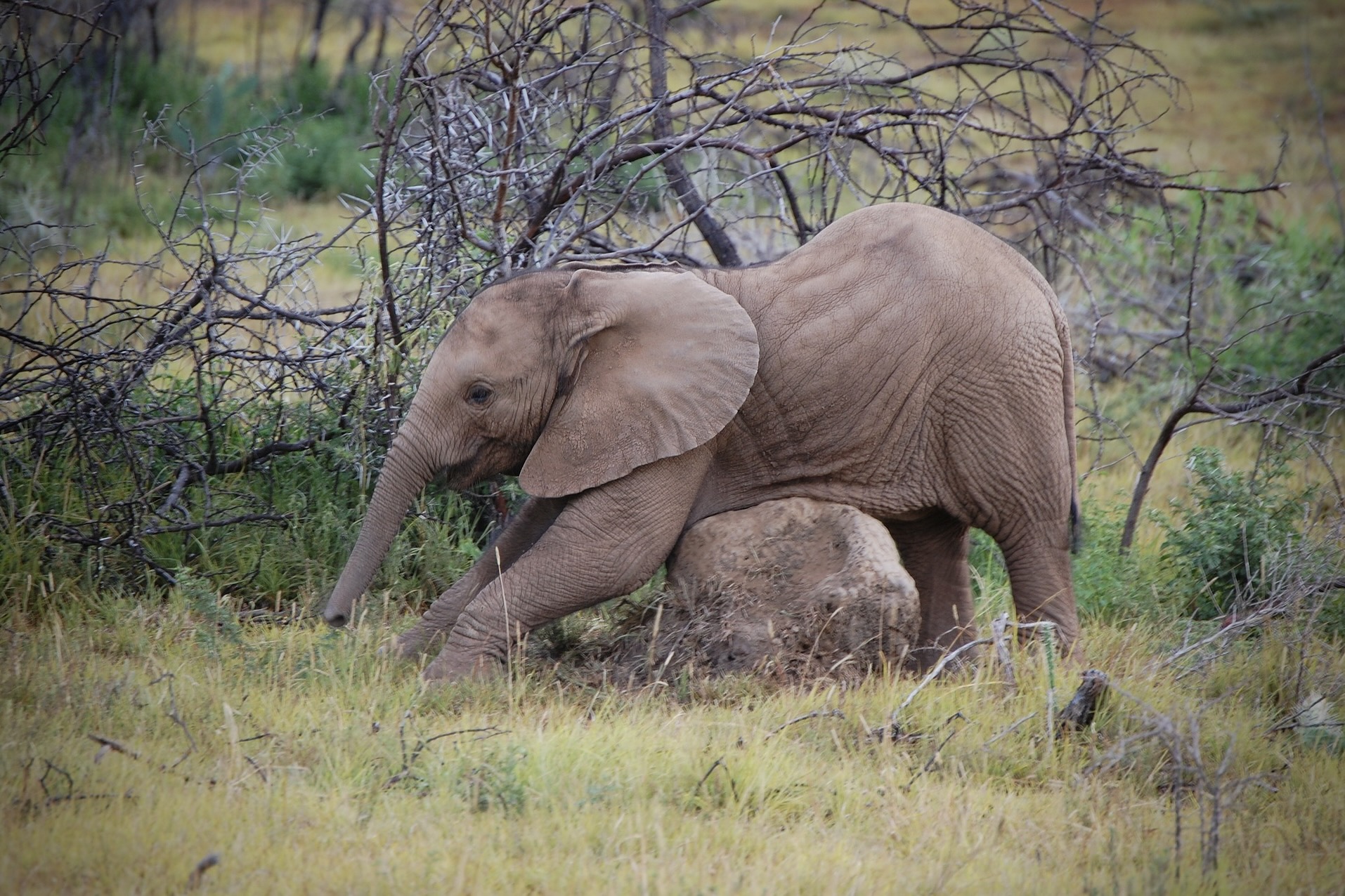 Ein Elefant bei einer Safari in Südafrika im Mai