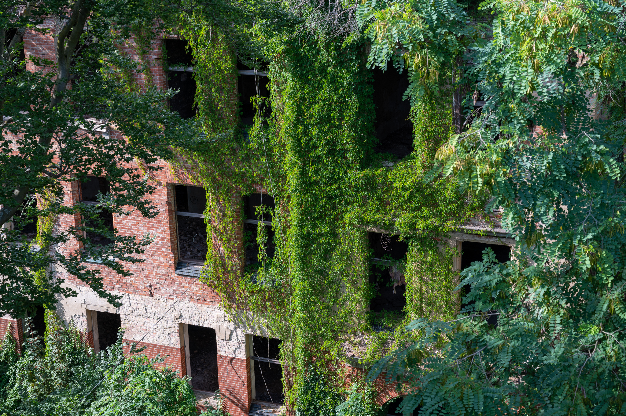 Efeu um die Gebäude in den Beelitz