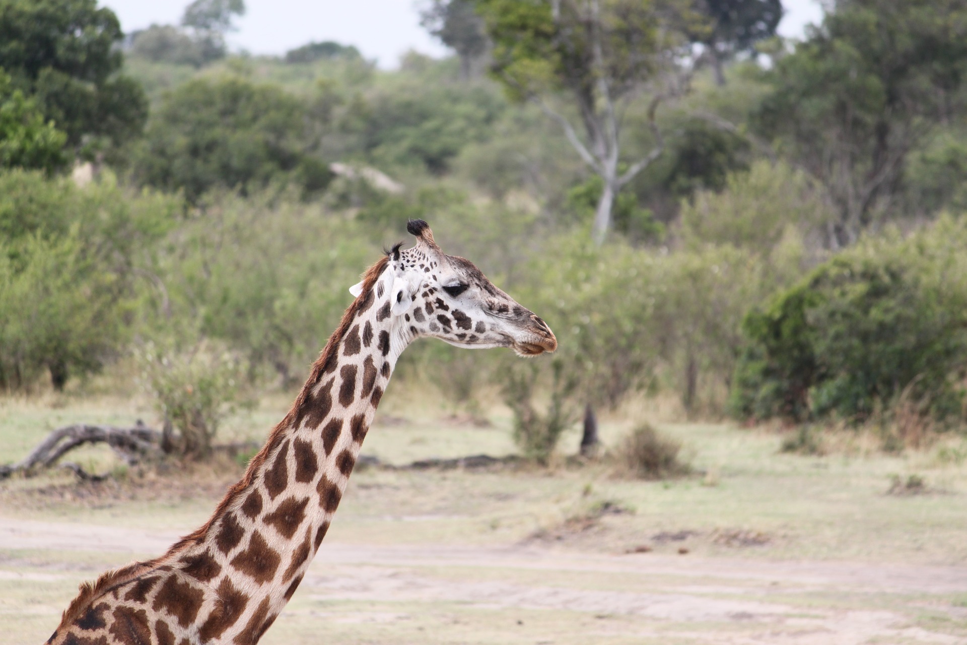 Die Serengeti lockt im September mit vielen Tieren und der Great Migration