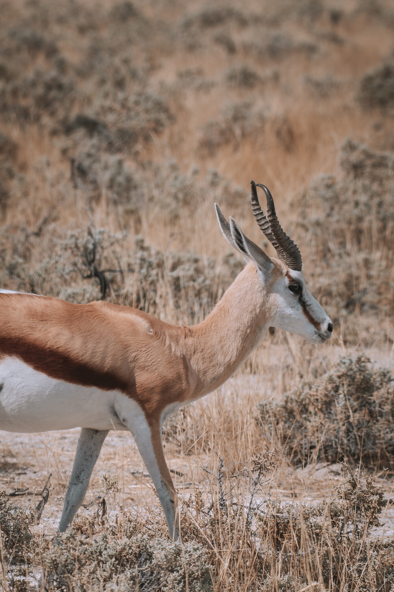 Antilope im Etosha Nationalpark in Namibia