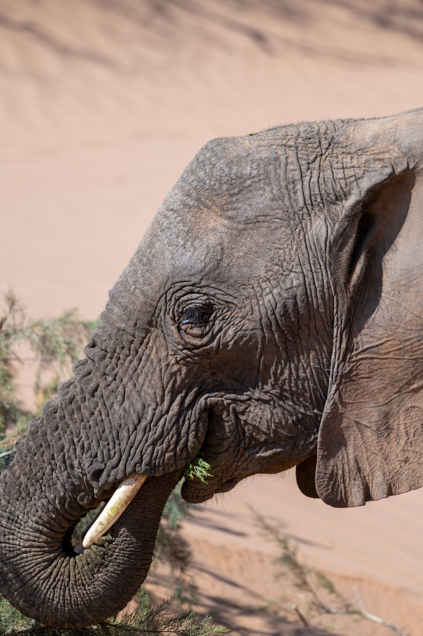 Desert Elephants in Damara, Namibia