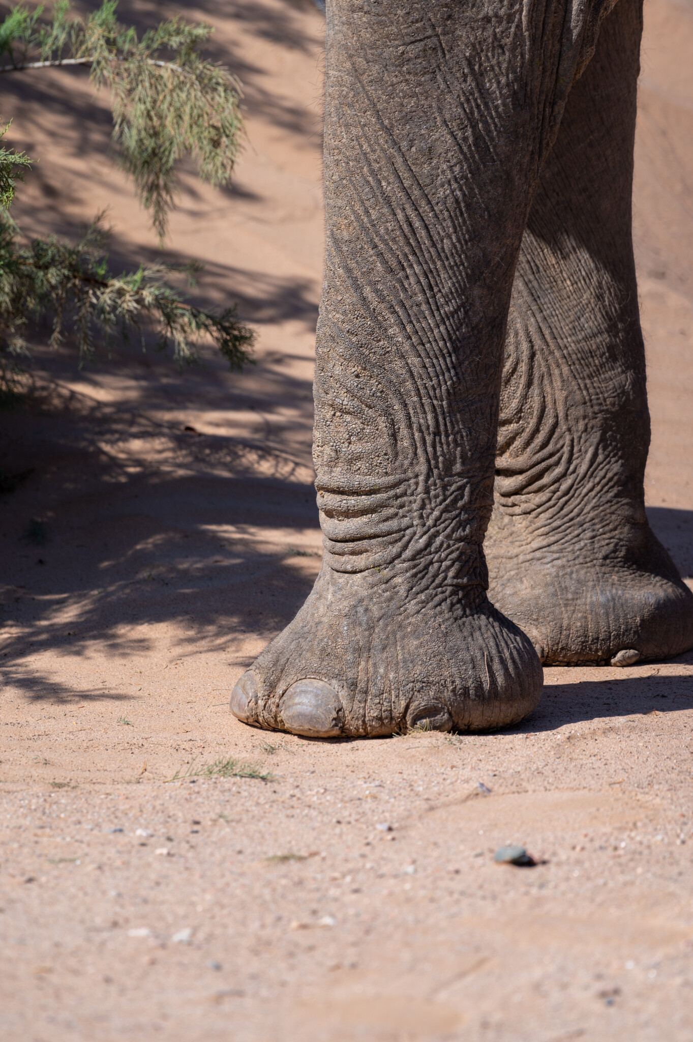 Wüstenelefanten in Namibia