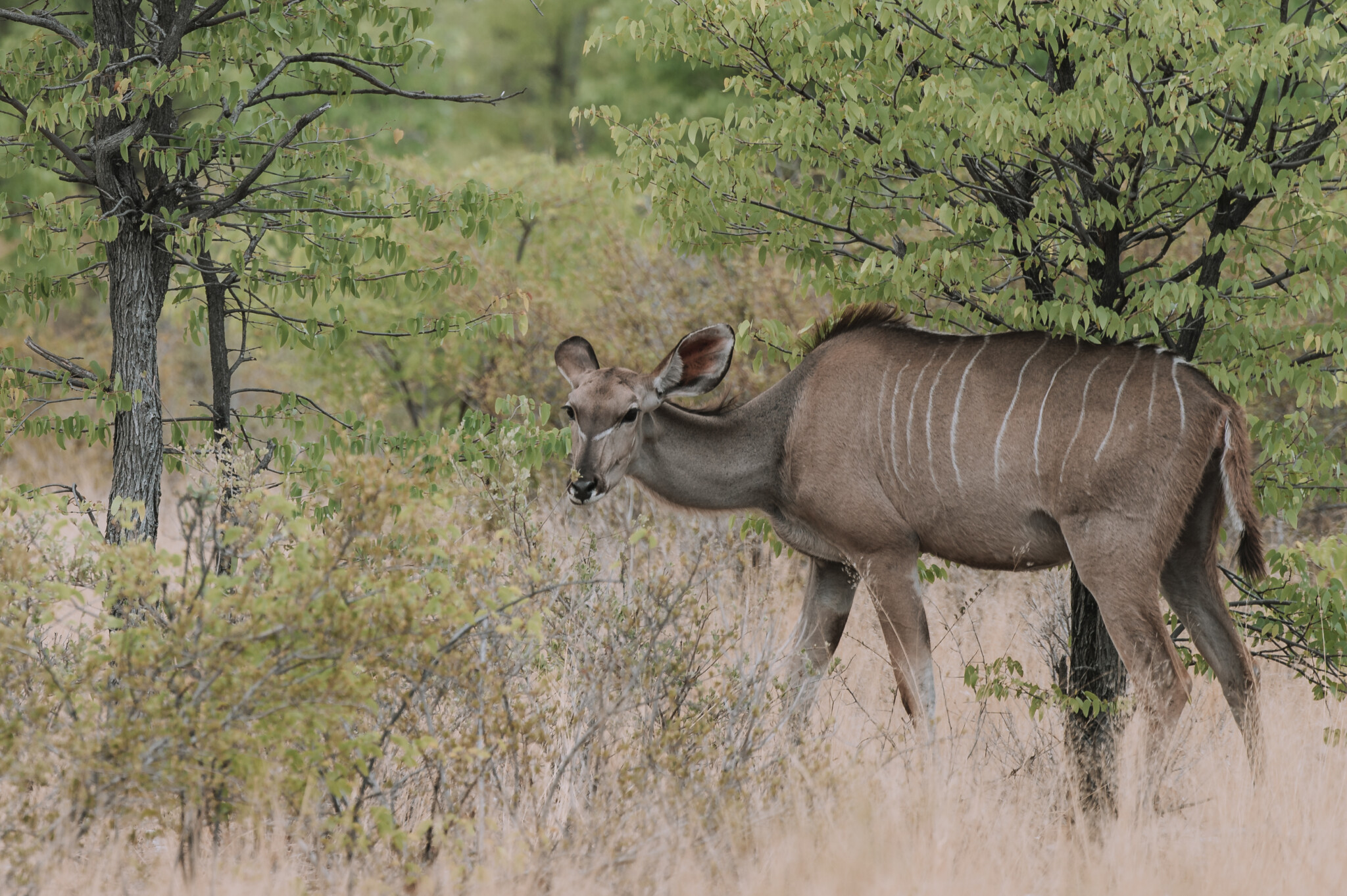 Antilope im Etosha Nationalpark in Namibia