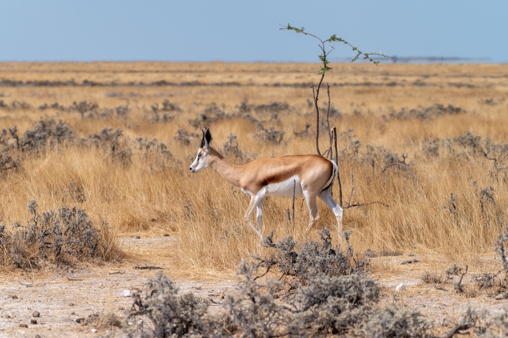 Etosha Nationalpark in Namibia