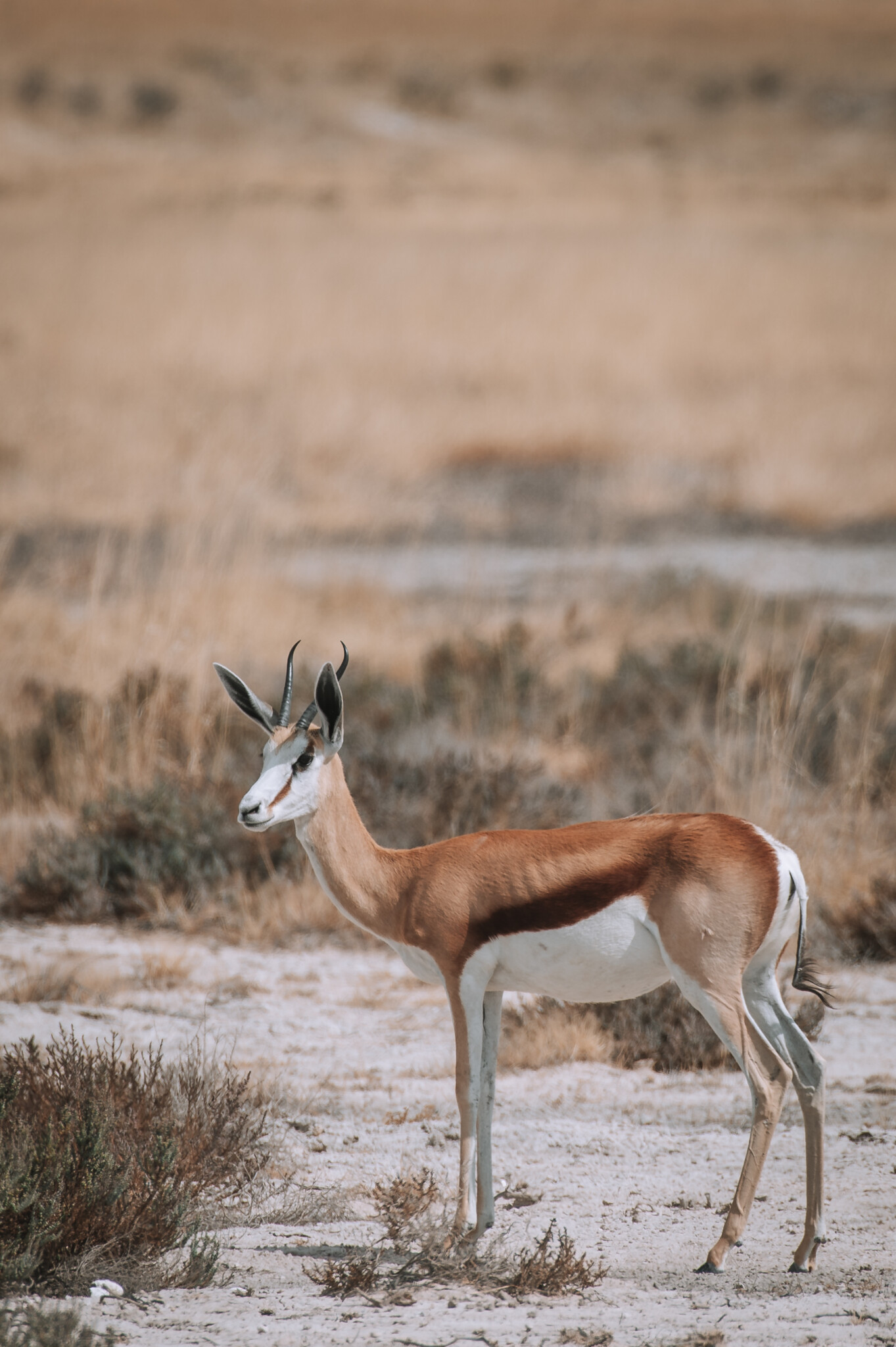 Antilope im Etosha Nationalpark in Namibia