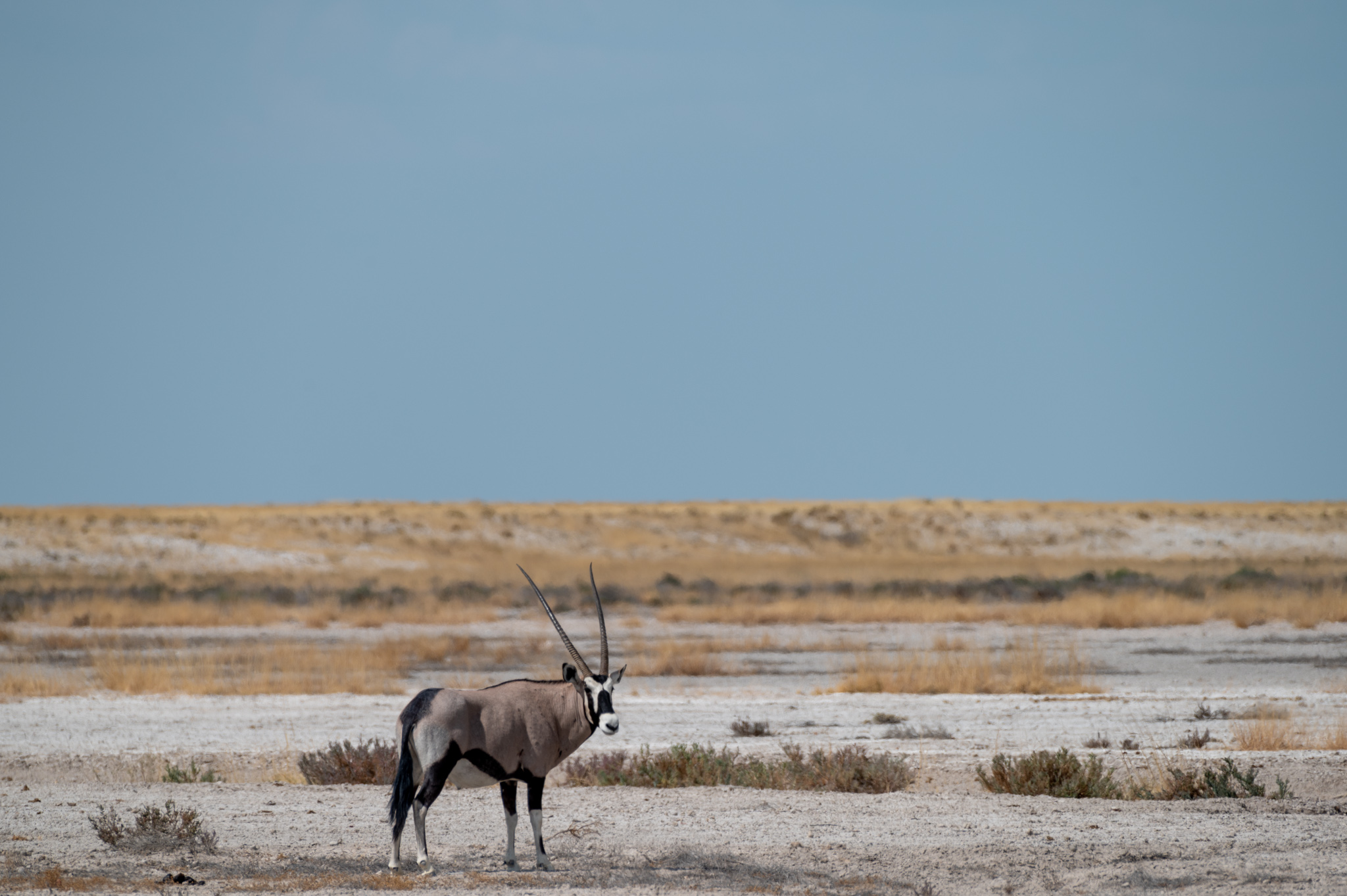Kudu im Etosha Nationalpark in Namibia