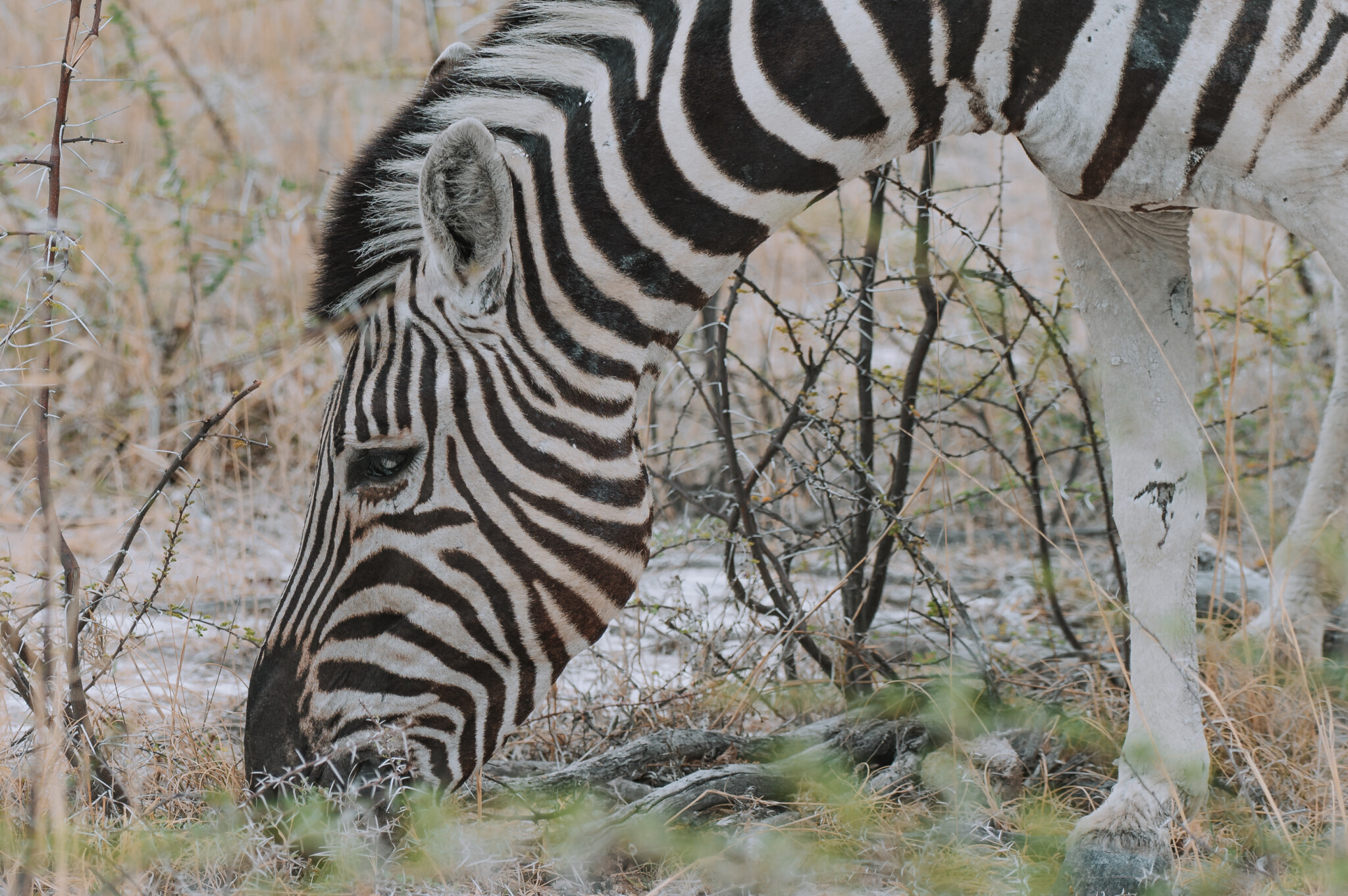 Ein Zebra beim Grasen