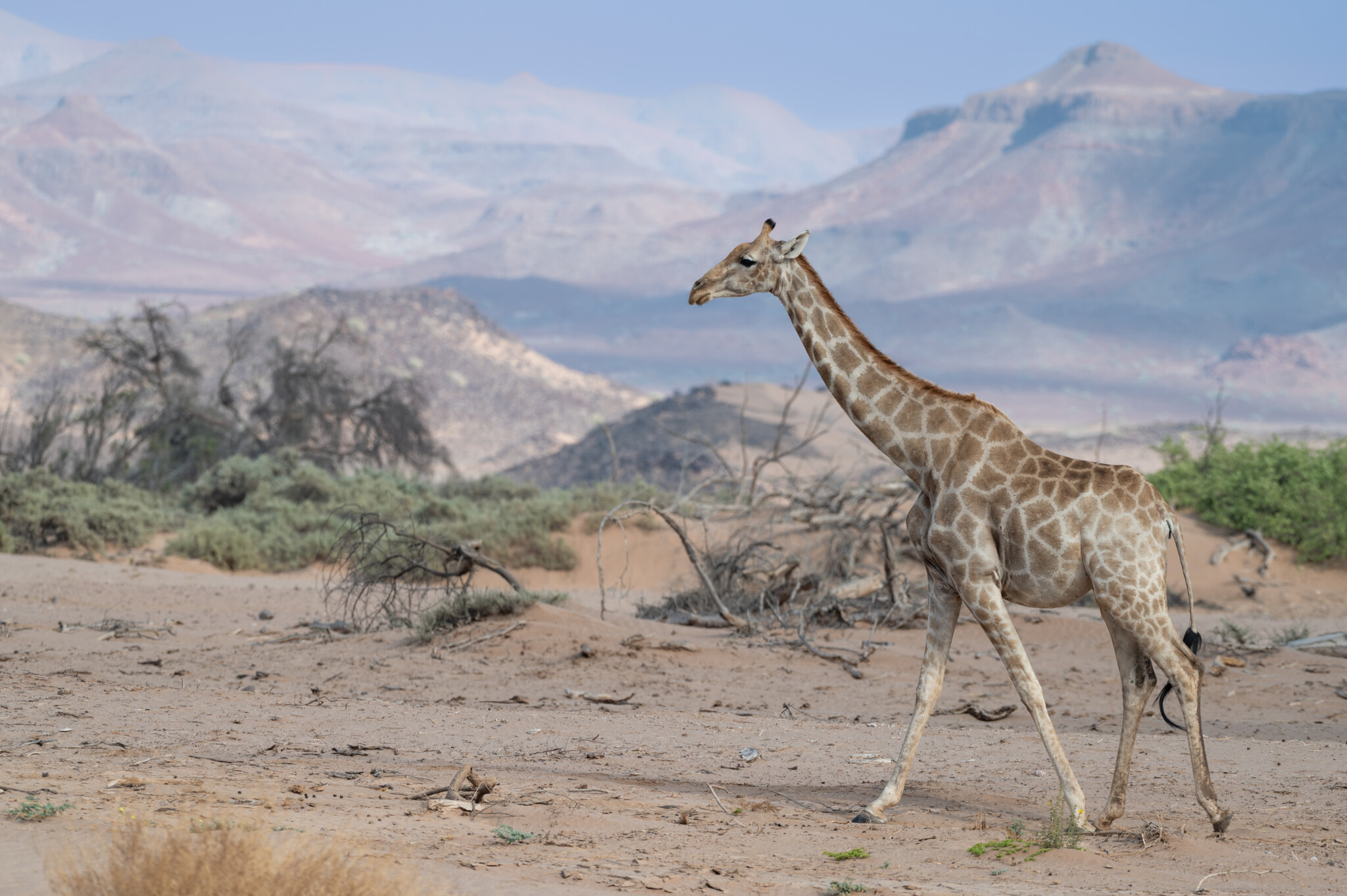 Giraffe in Namibia, auf Safari